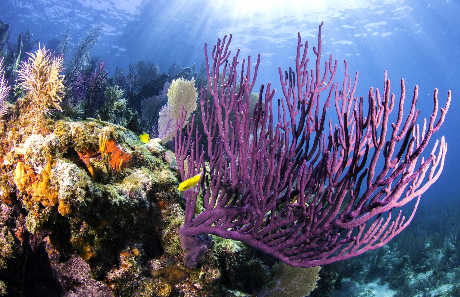 6: Florida Reef, Florida Keys