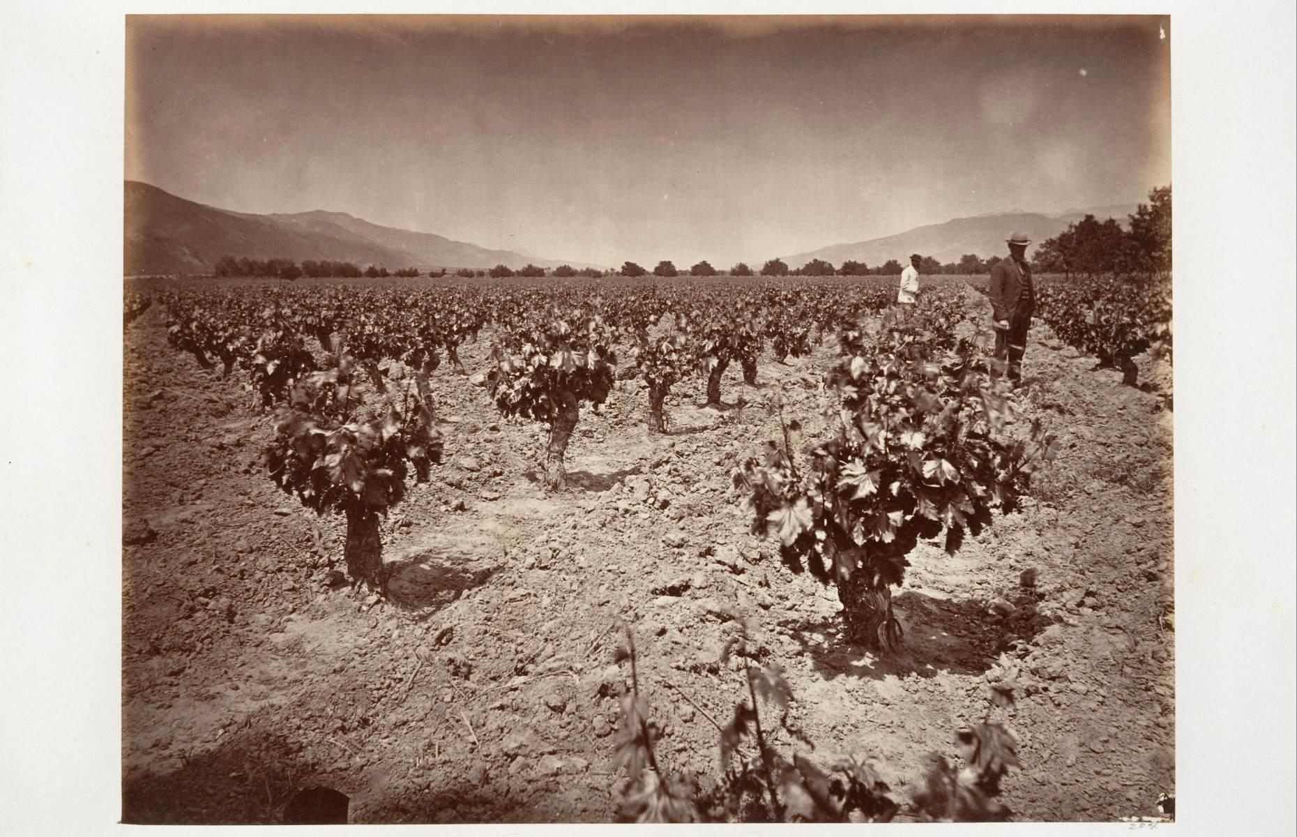 1876: The vineyard at Camulos Ranch
