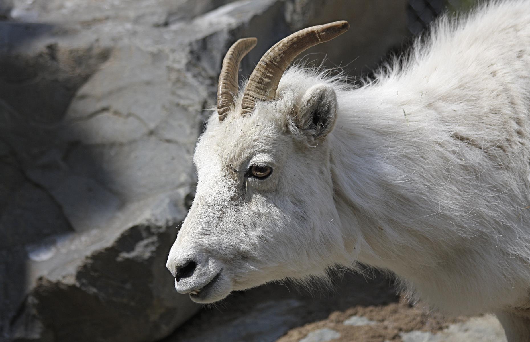 Alaska Zoo, Anchorage, Alaska