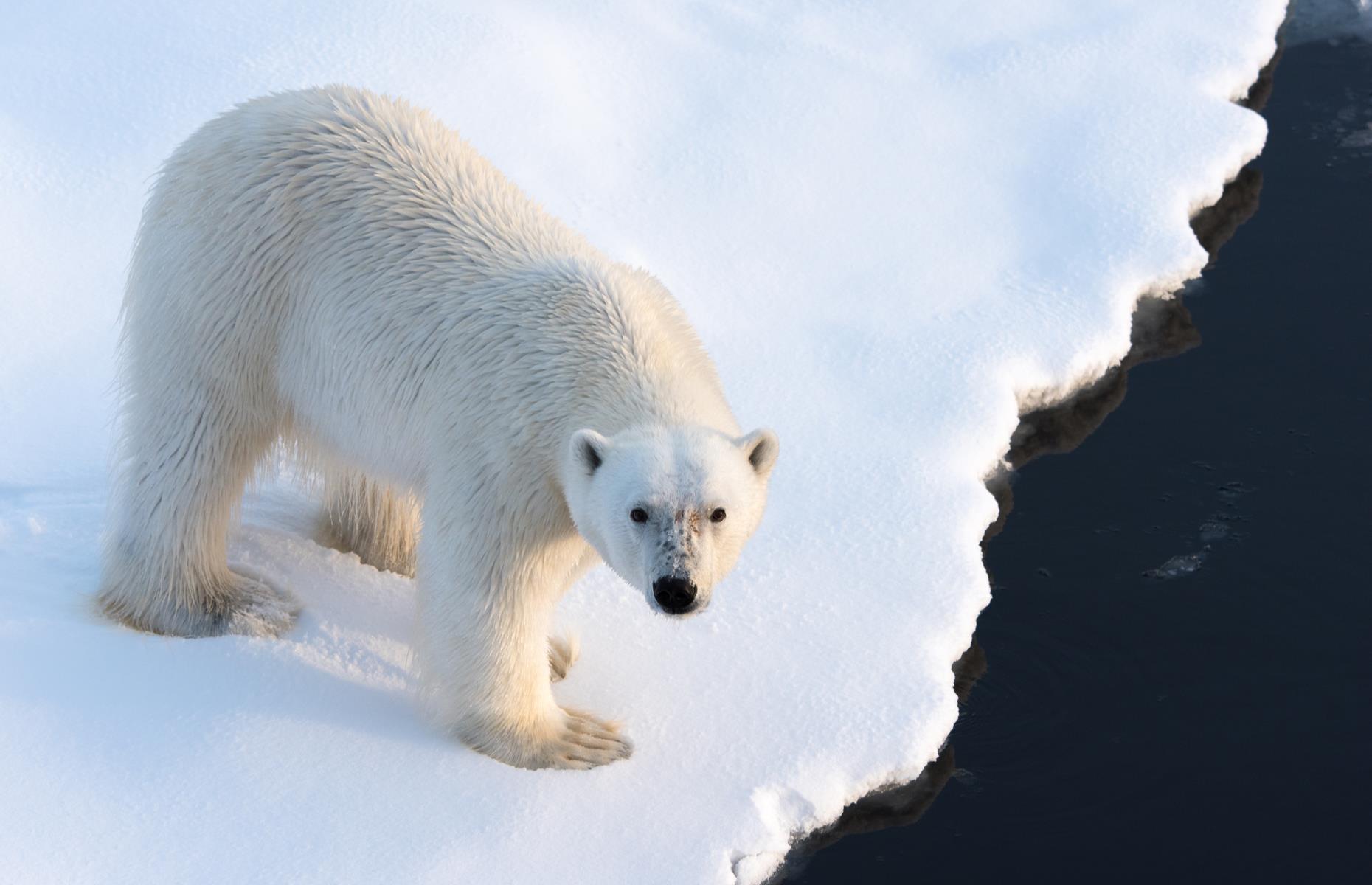 Spot polar bears in Greenland
