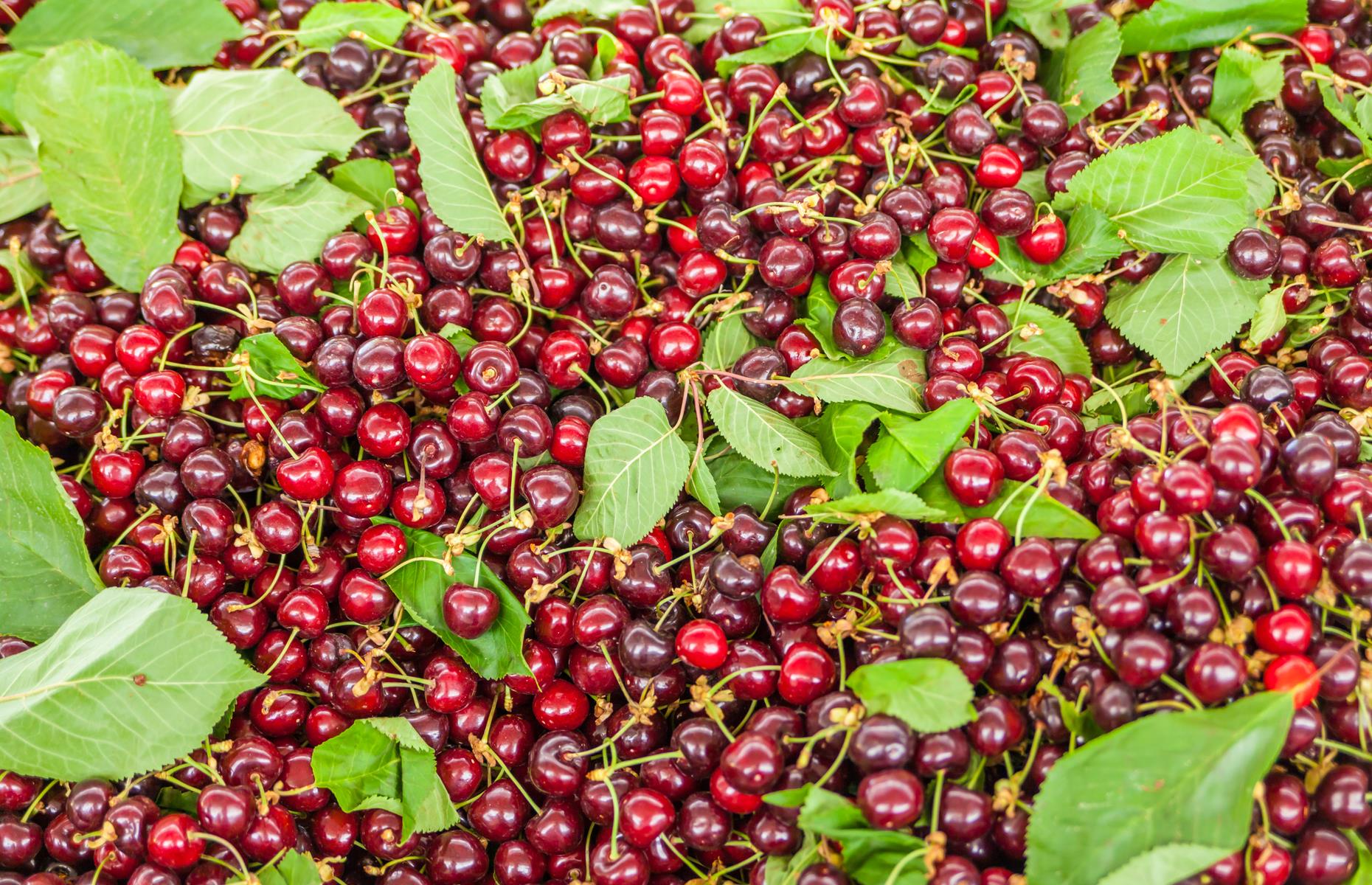 Chile is the chief cherry exporter