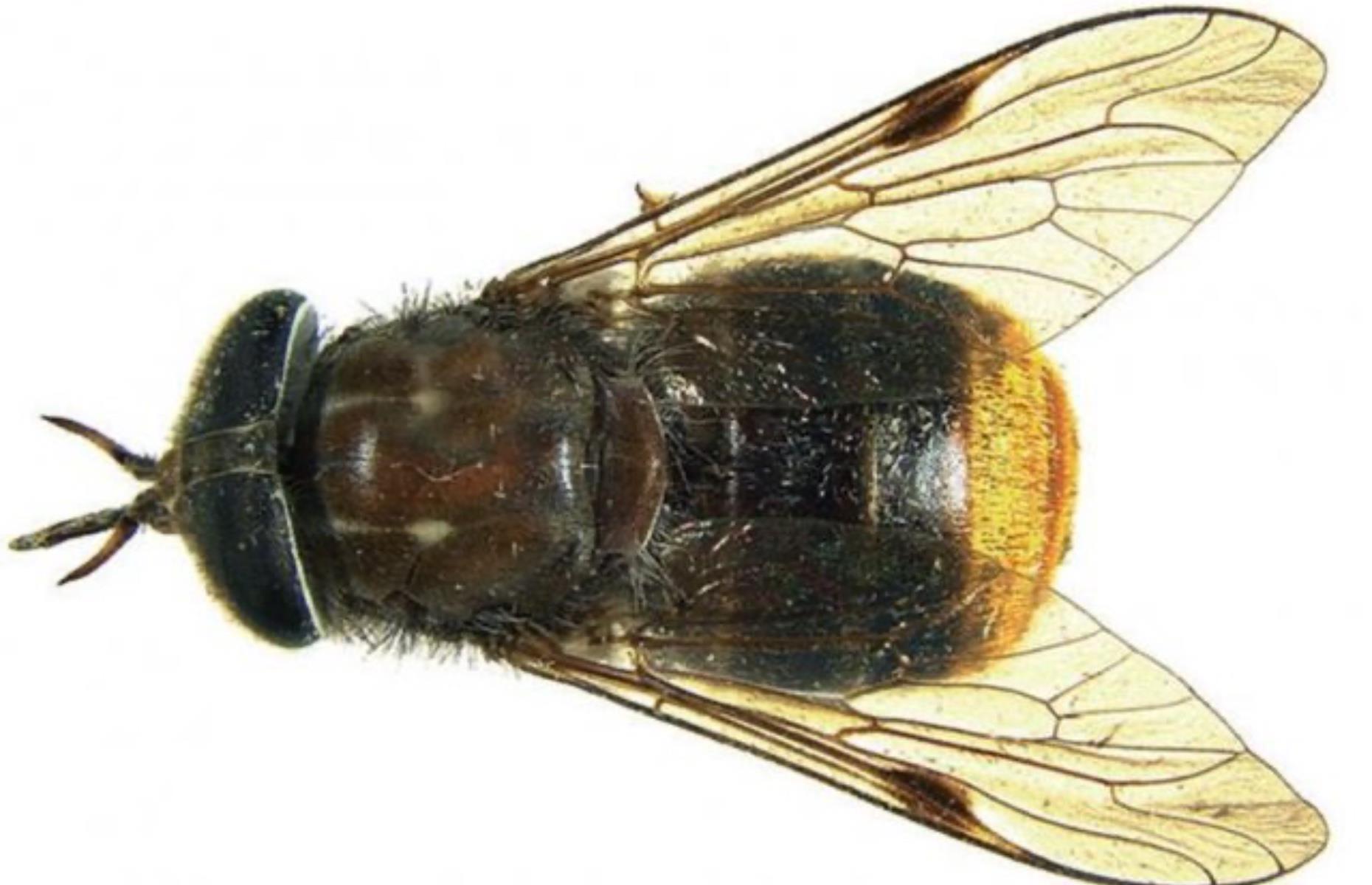 The Beyoncé horsefly