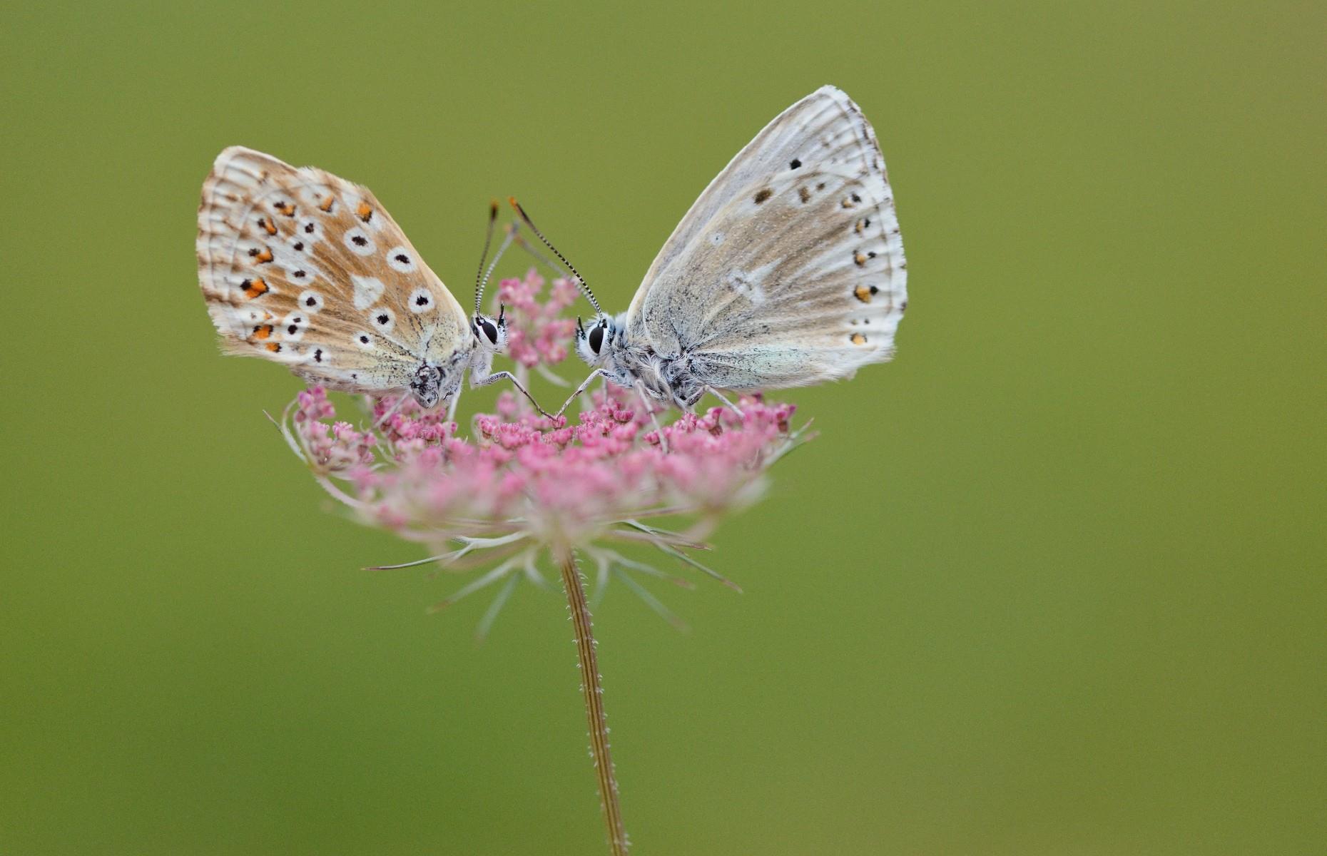 Butterflies showing that sharing is caring