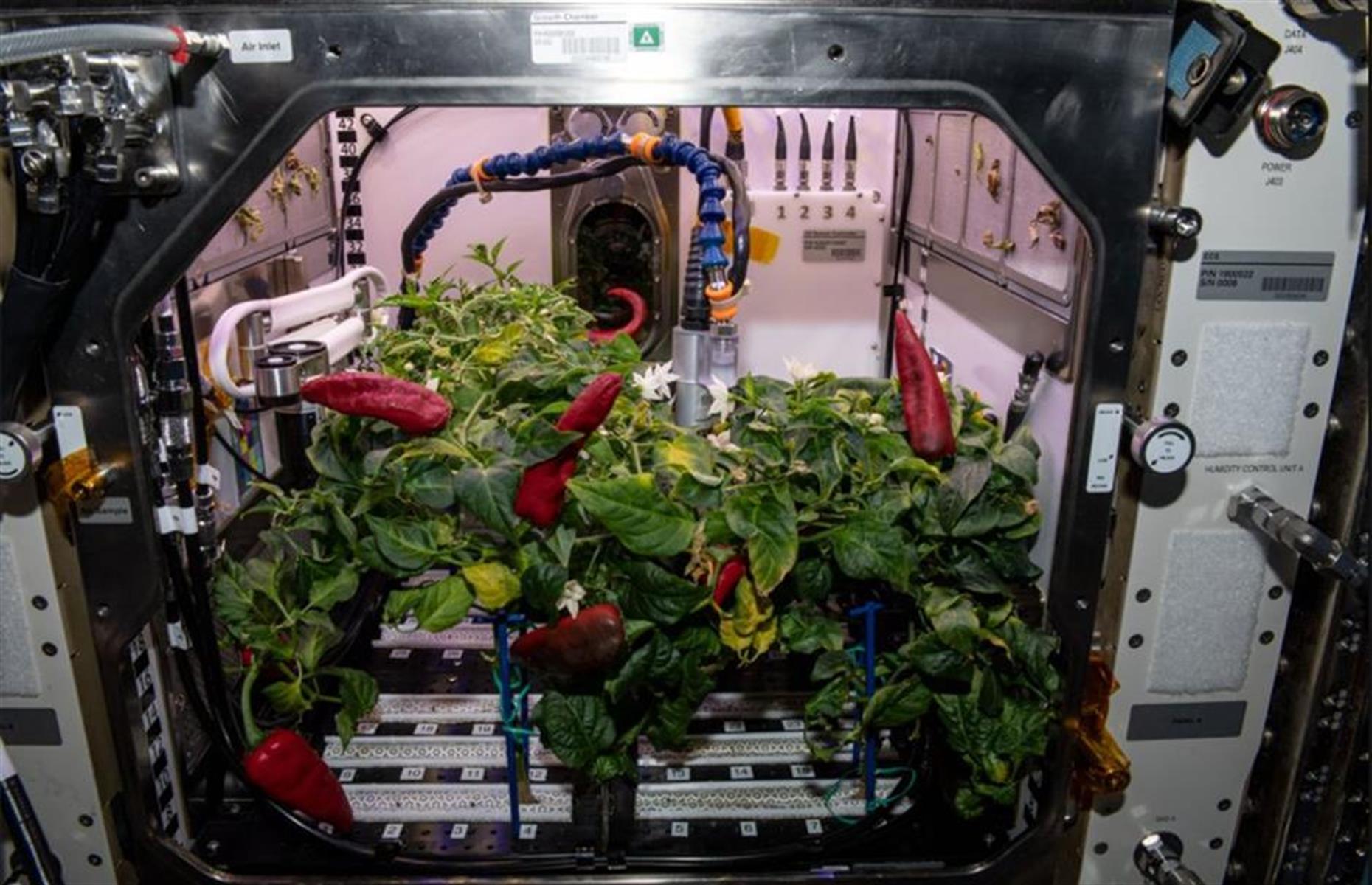 Zero-gravity meals