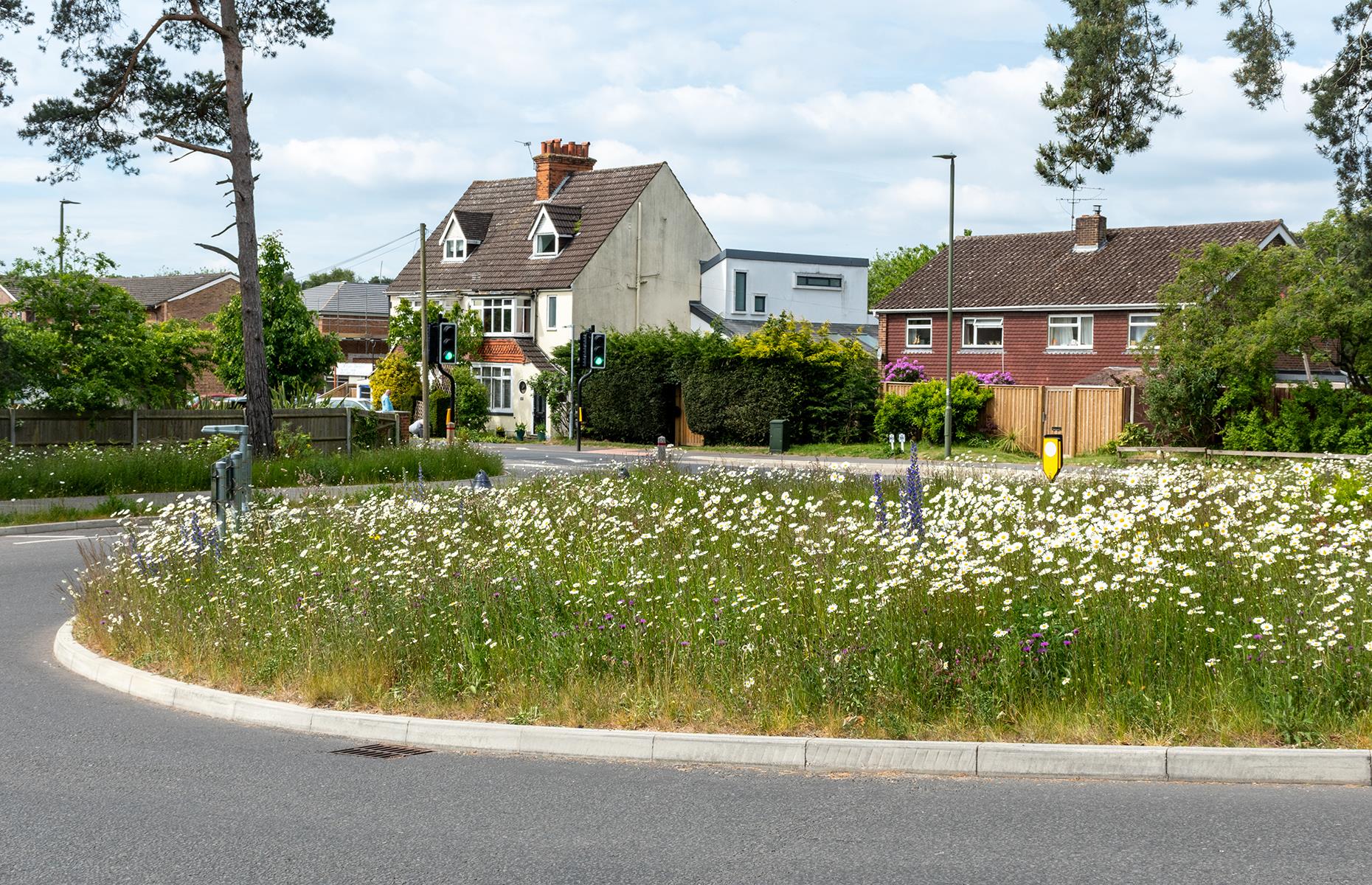 Wildflowers bloom across the UK