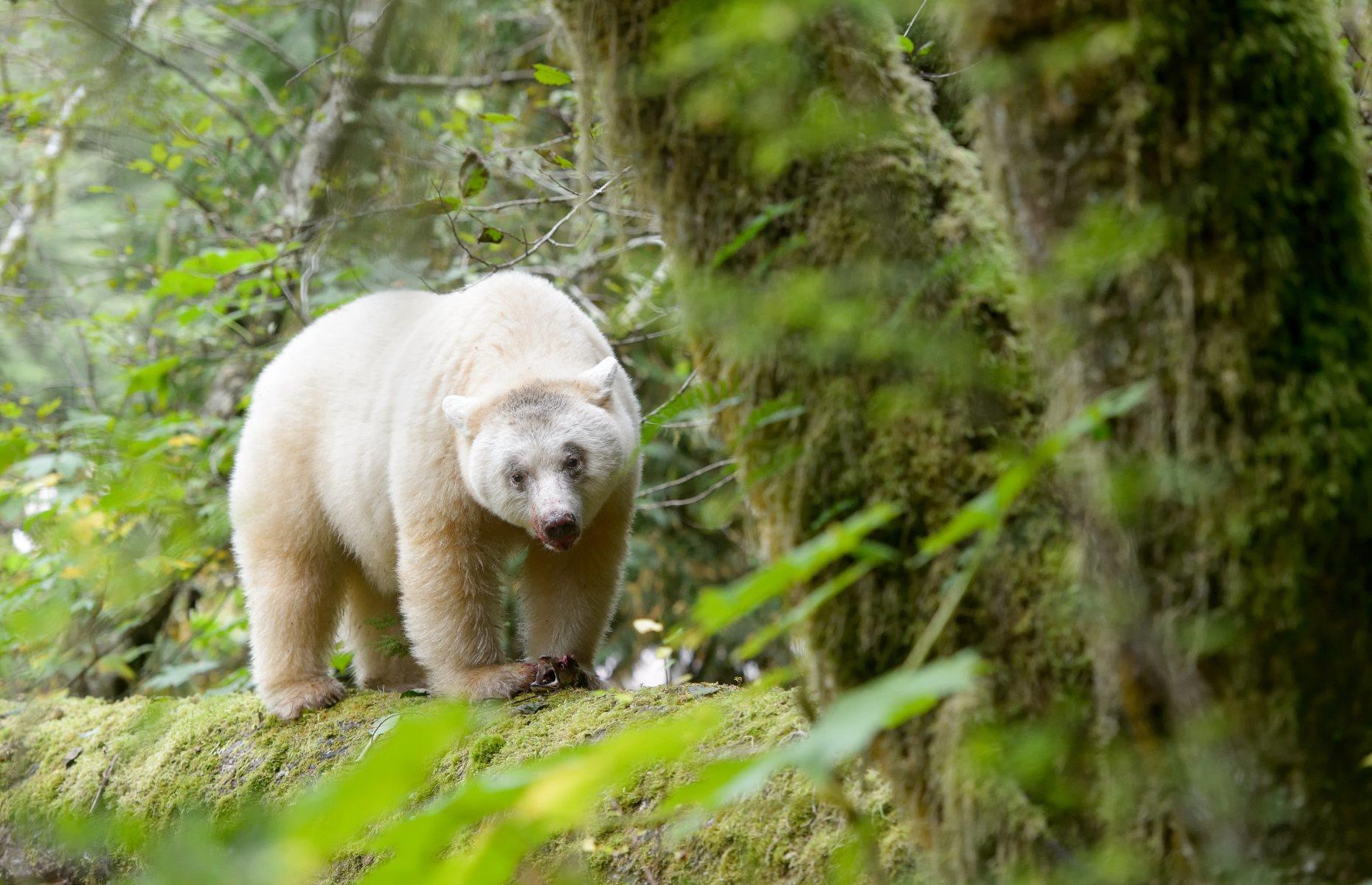 Look out for rare bears, Great Bear Rainforest, British Columbia
