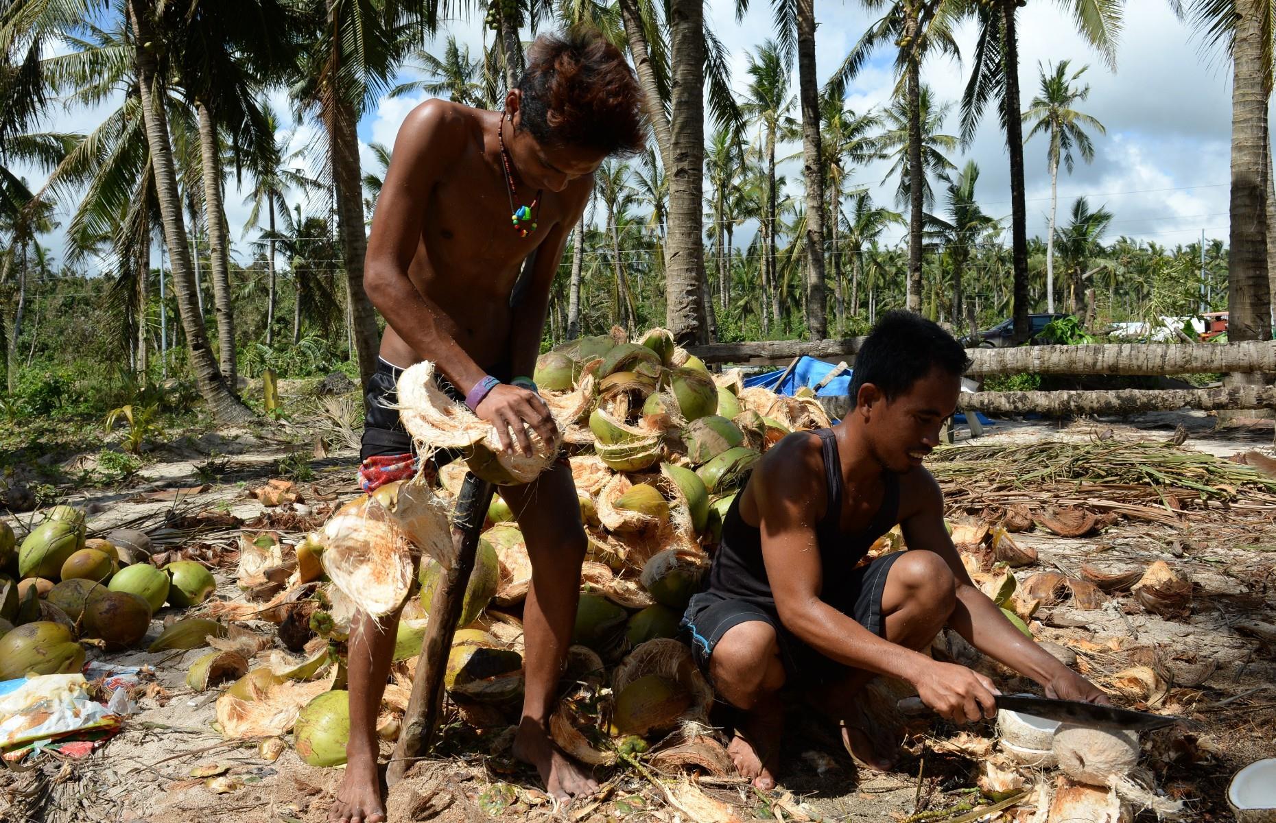 Coconuts – Philippines