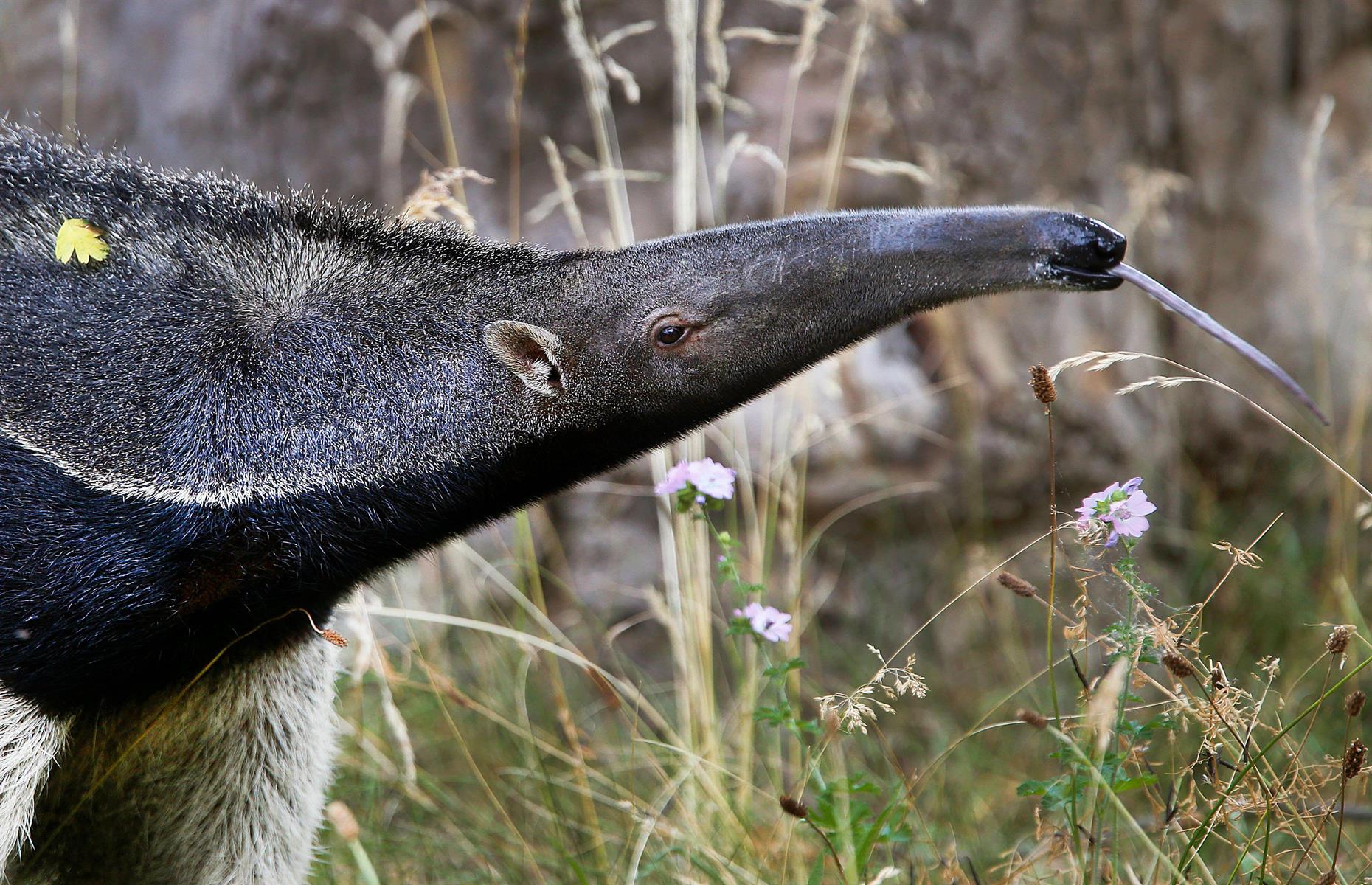 Giant anteaters have two-foot tongues