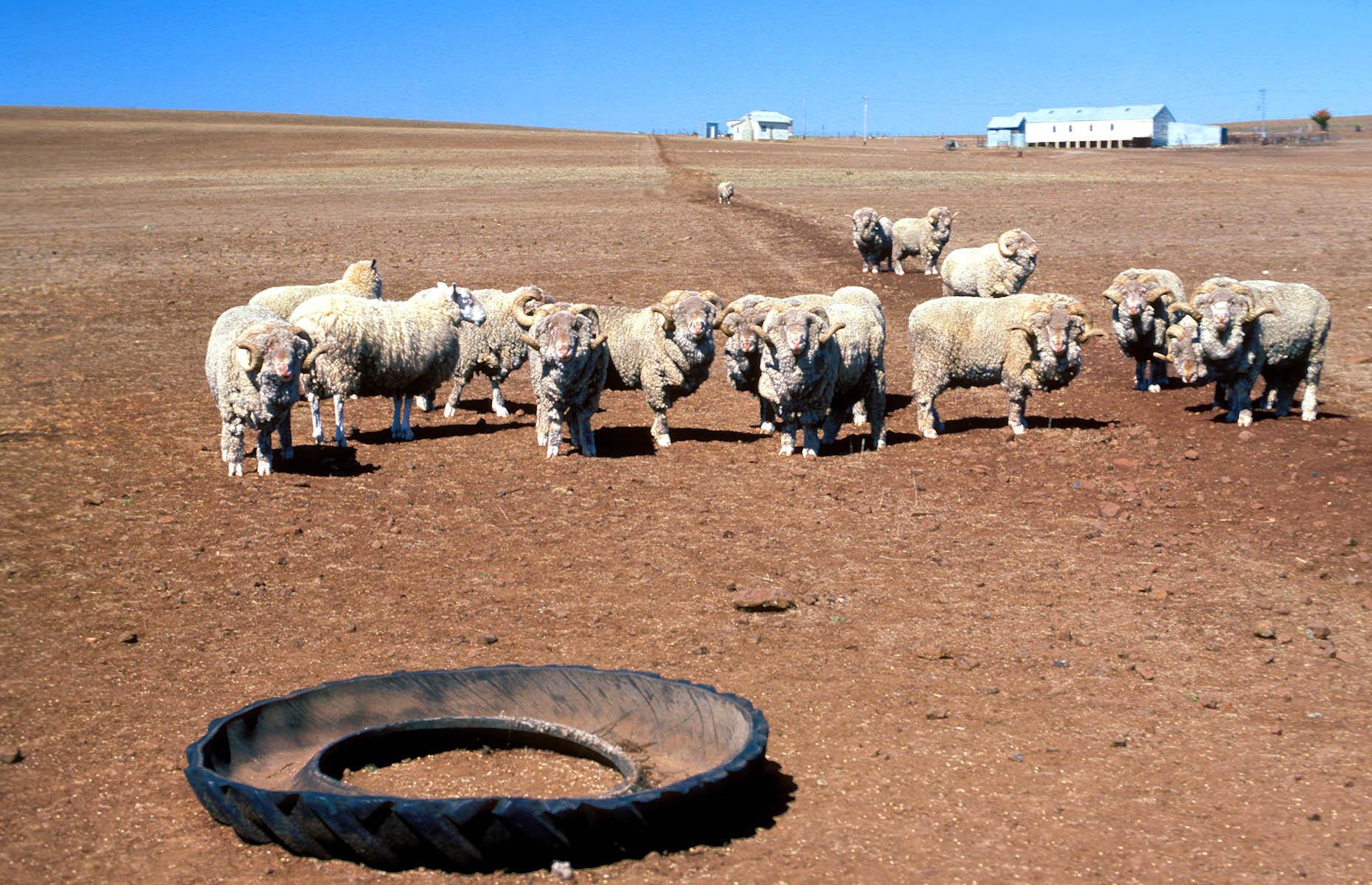 Drought has always been Australia’s nemesis
