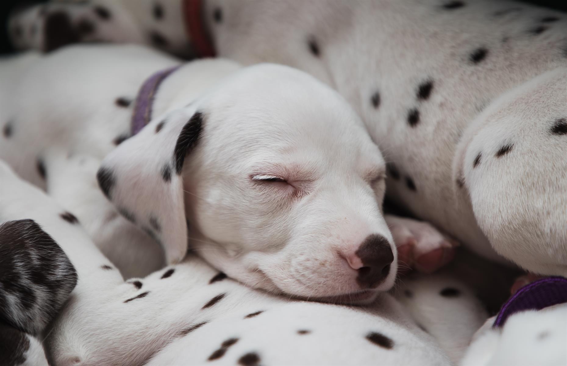 Dalmatians are born without spots