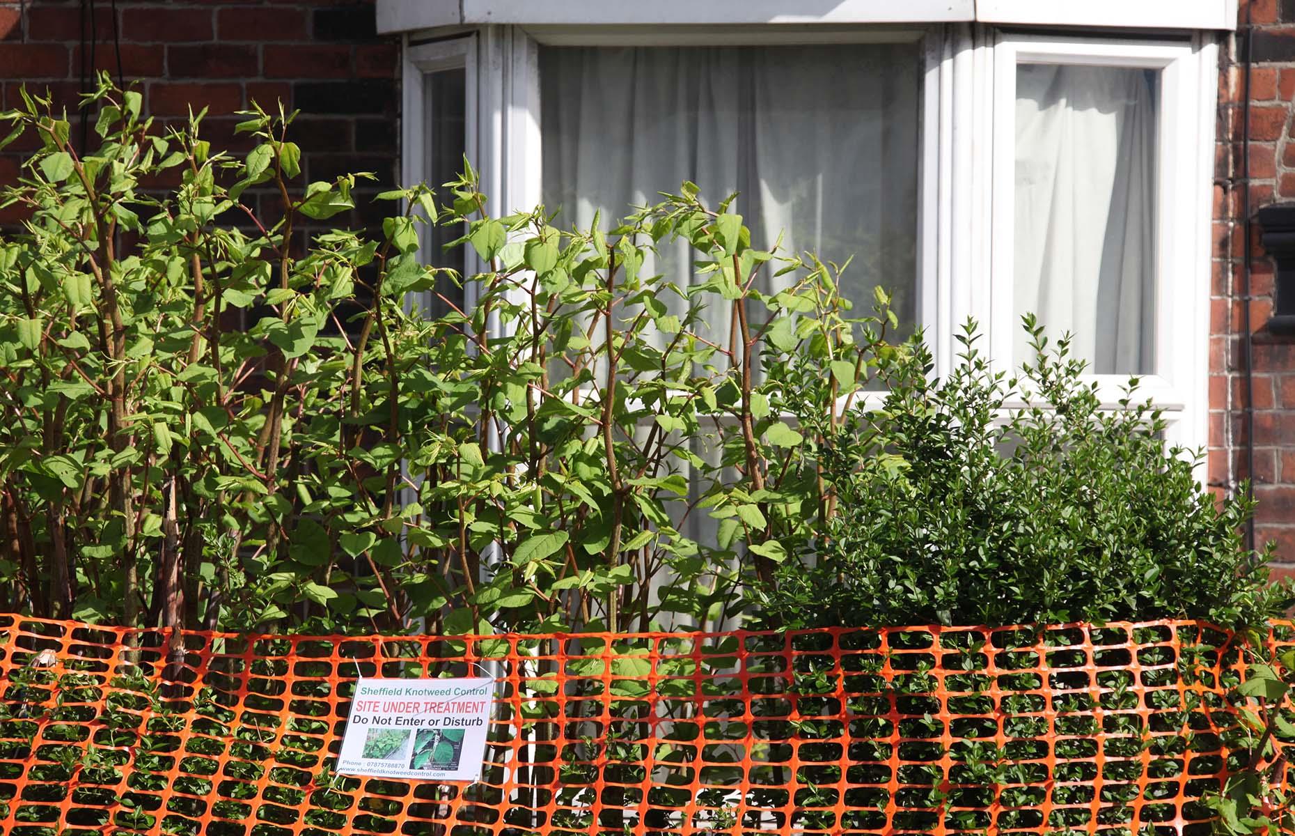 Japanese knotweed: what can go wrong