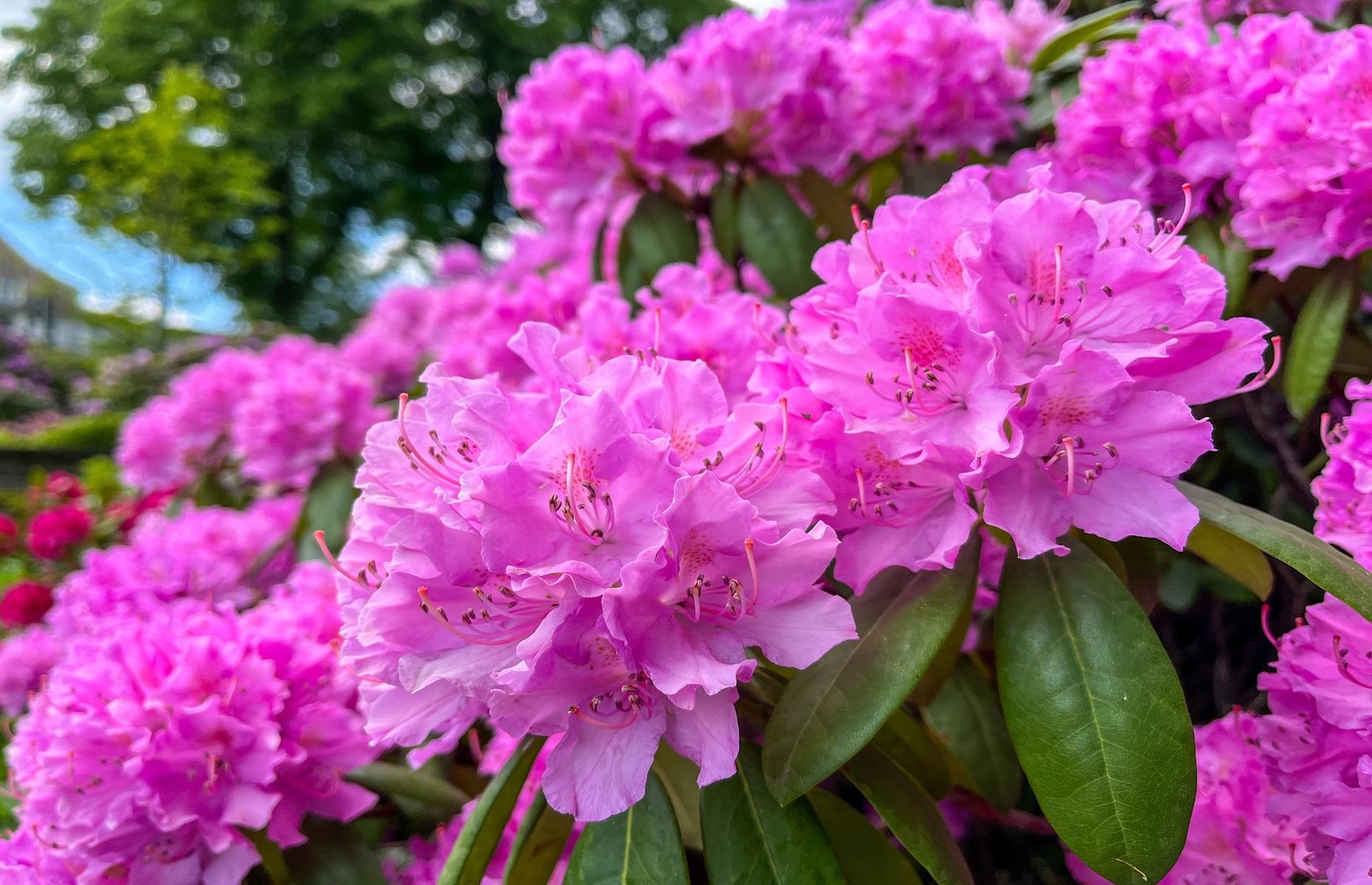 What problems can rhododendrons cause?