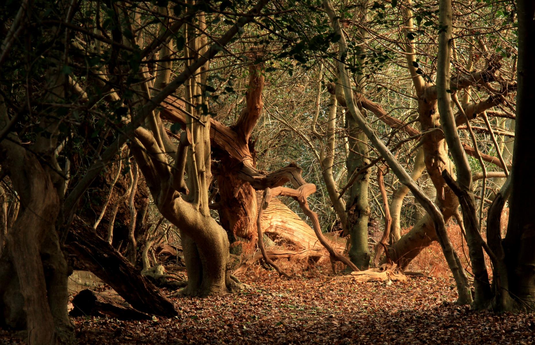 Rendlesham Forest, Suffolk, England, UK