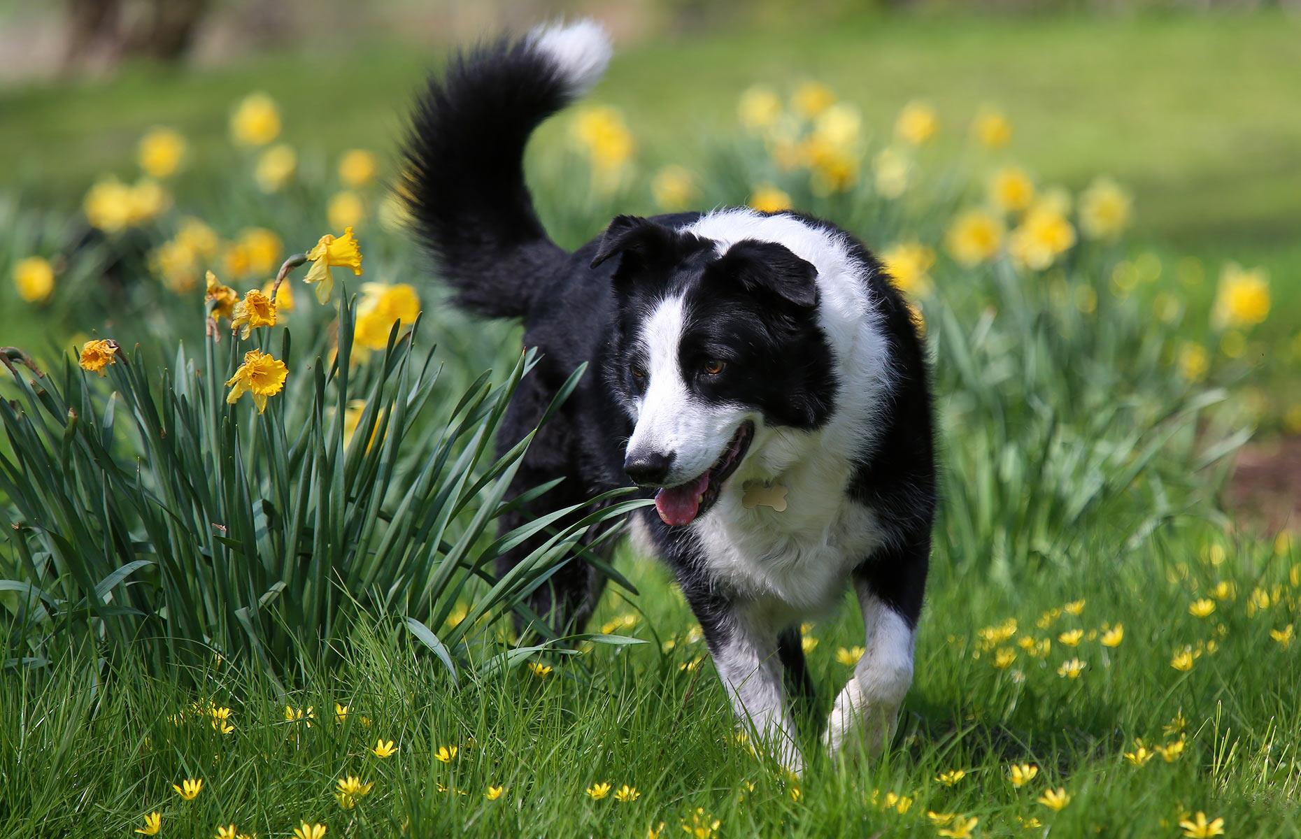 How to stop daffodils causing harm