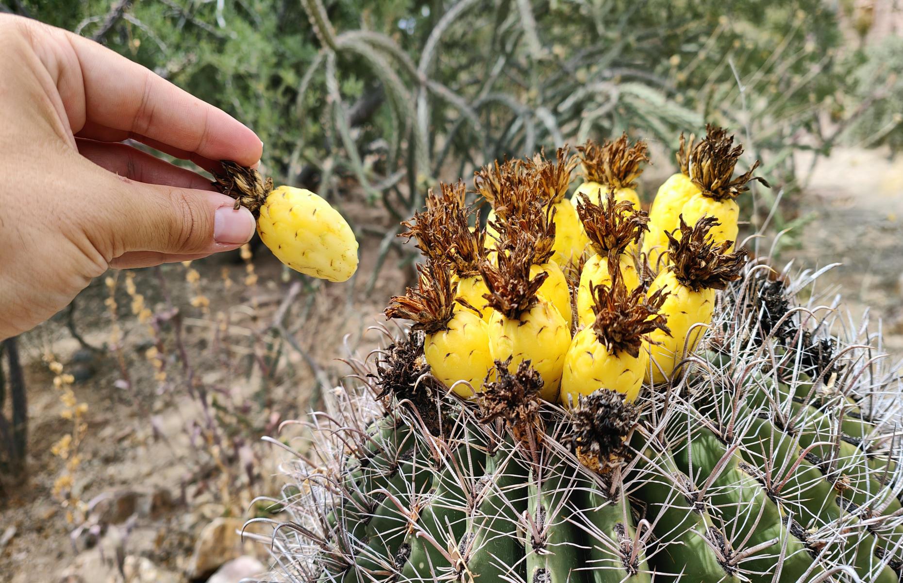 Tucson protects its culinary heritage
