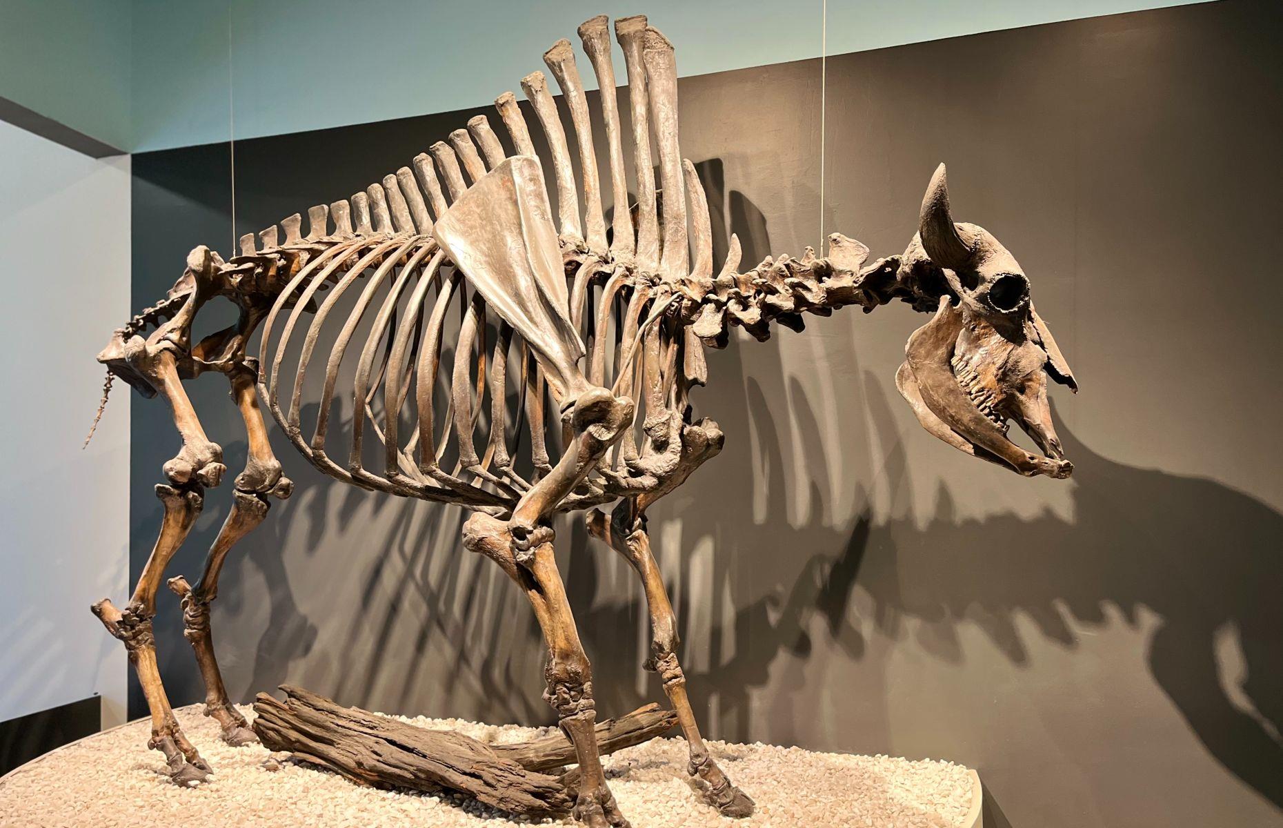 Ancient bison