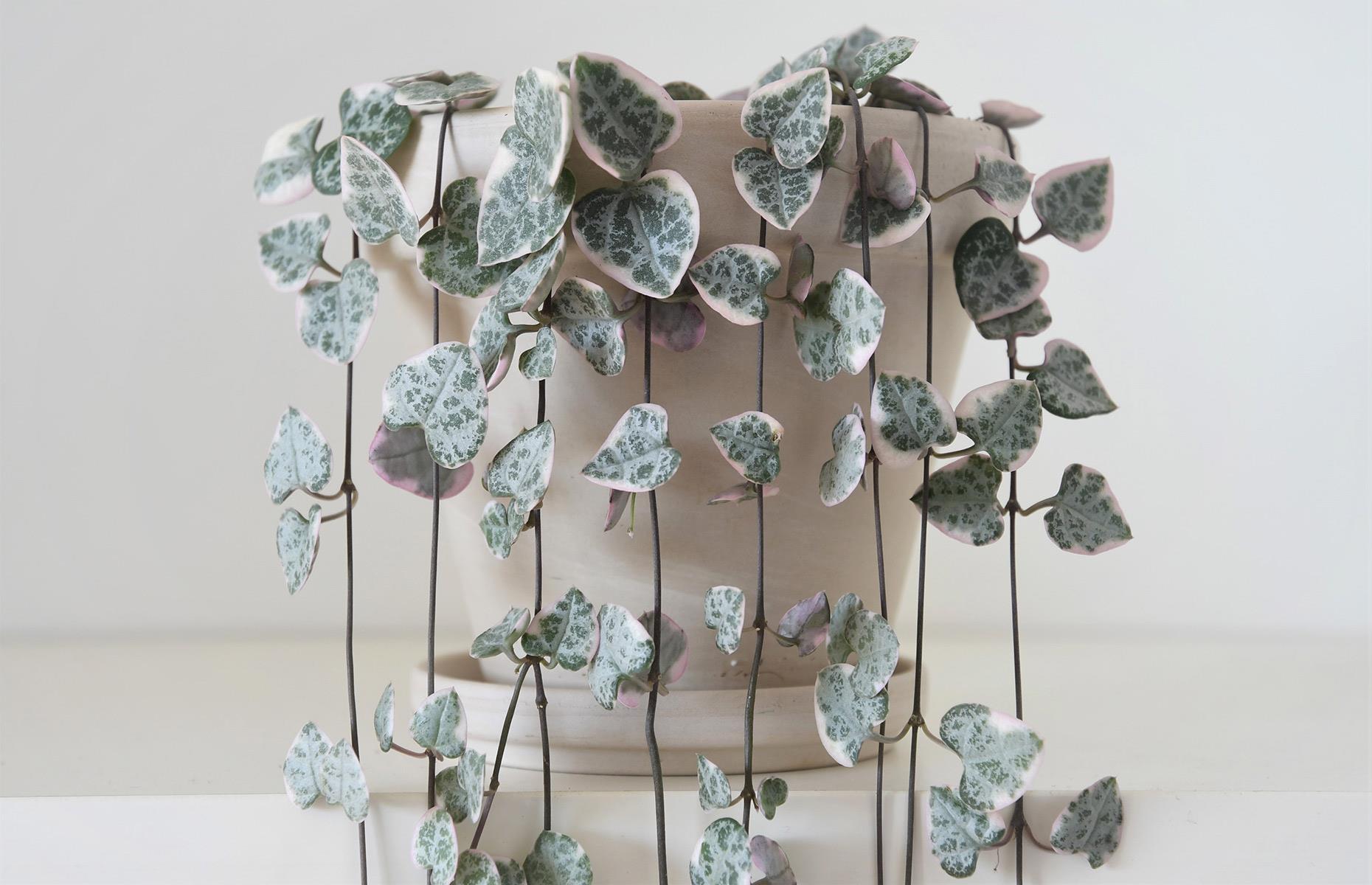 Cordón de corazones (Ceropegia Woodii)