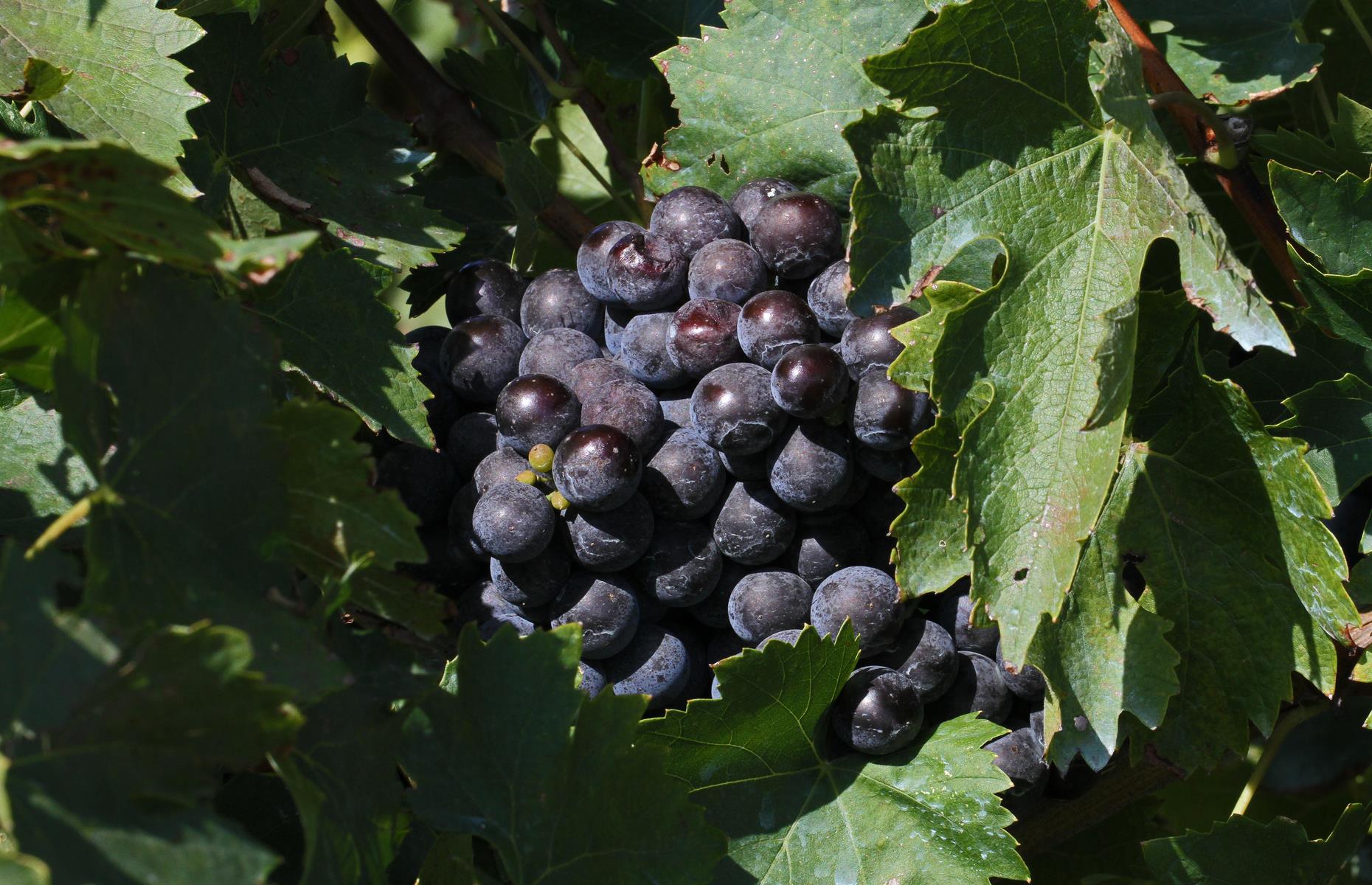 Arkansas: Cynthiana grape