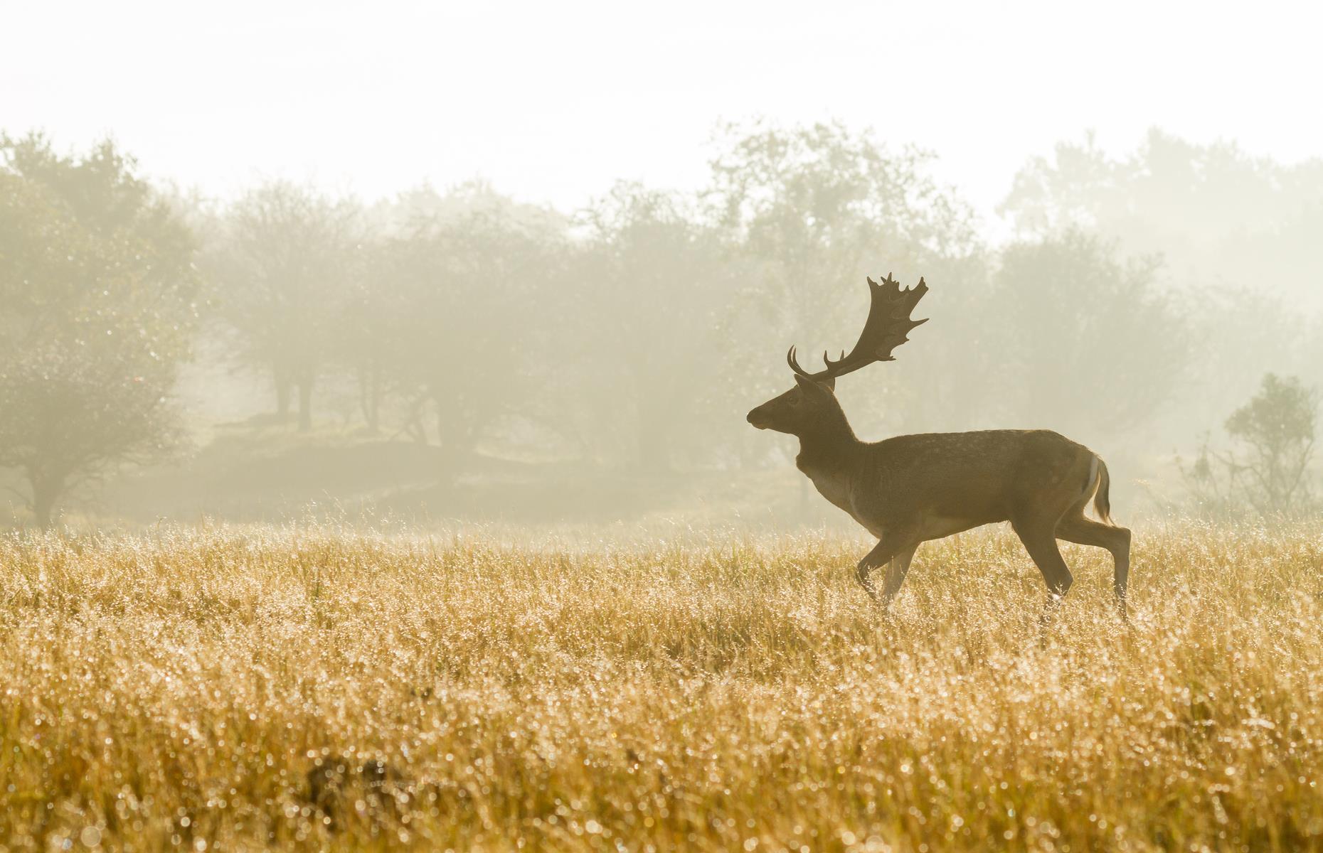 Spot fallow deer, various