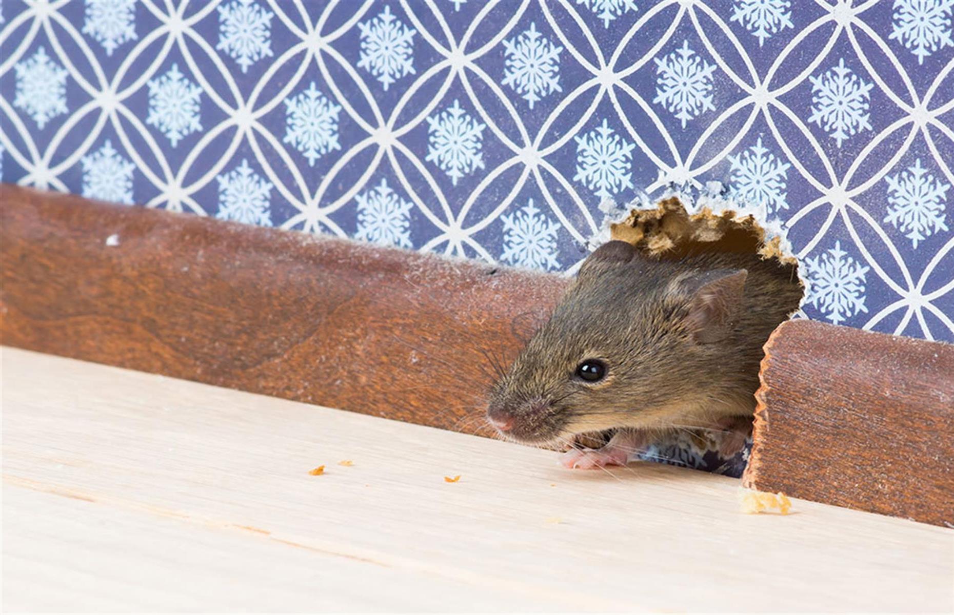 Keep household pests out