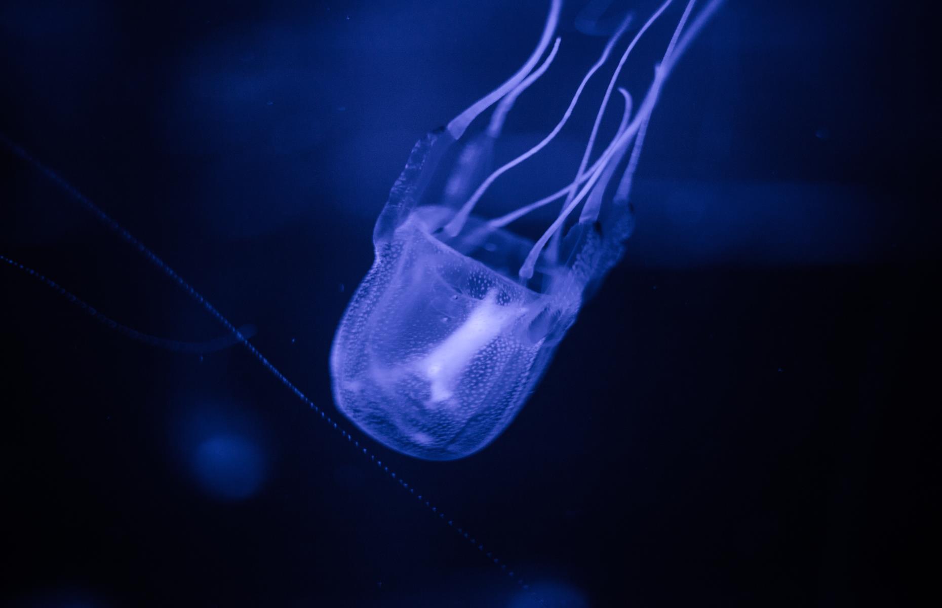 Box jellyfish