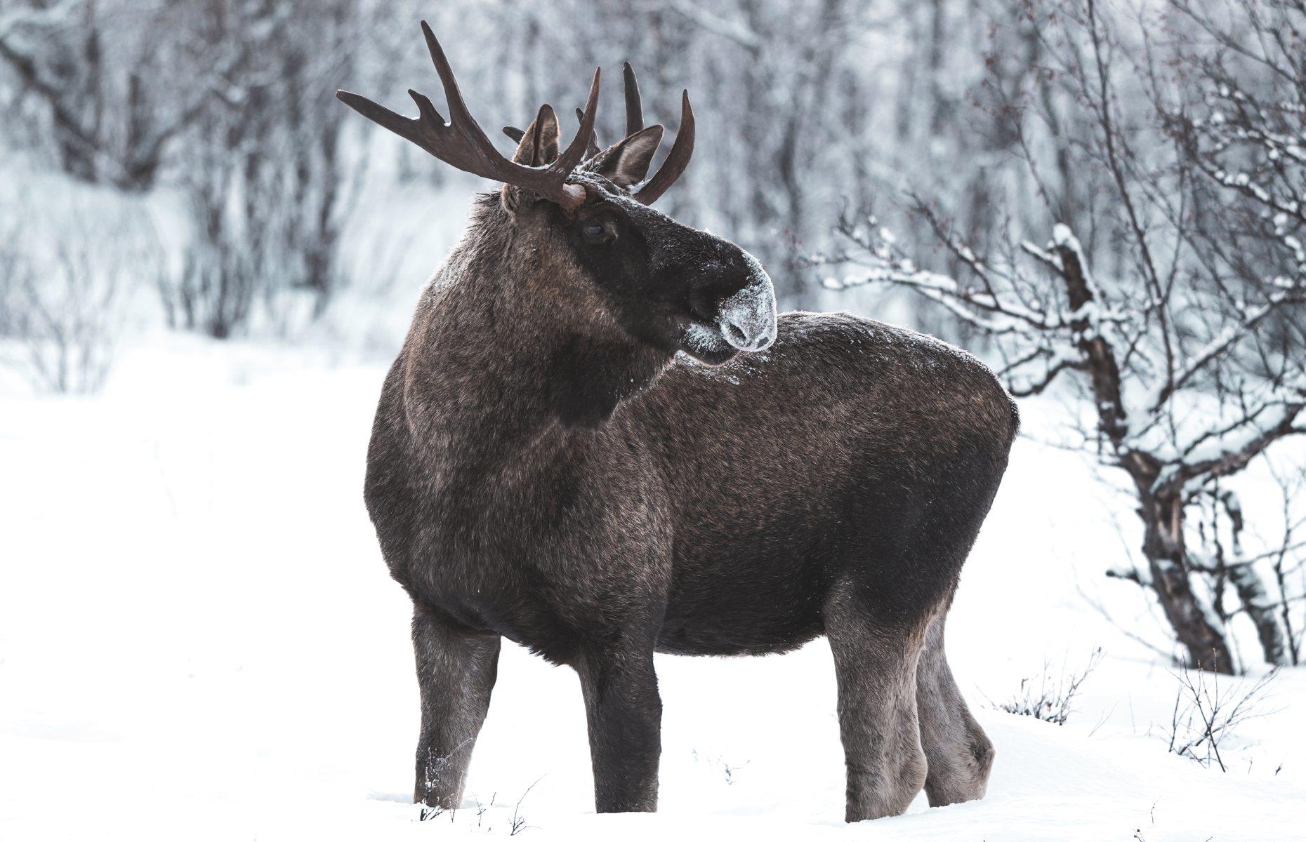 9. Moose