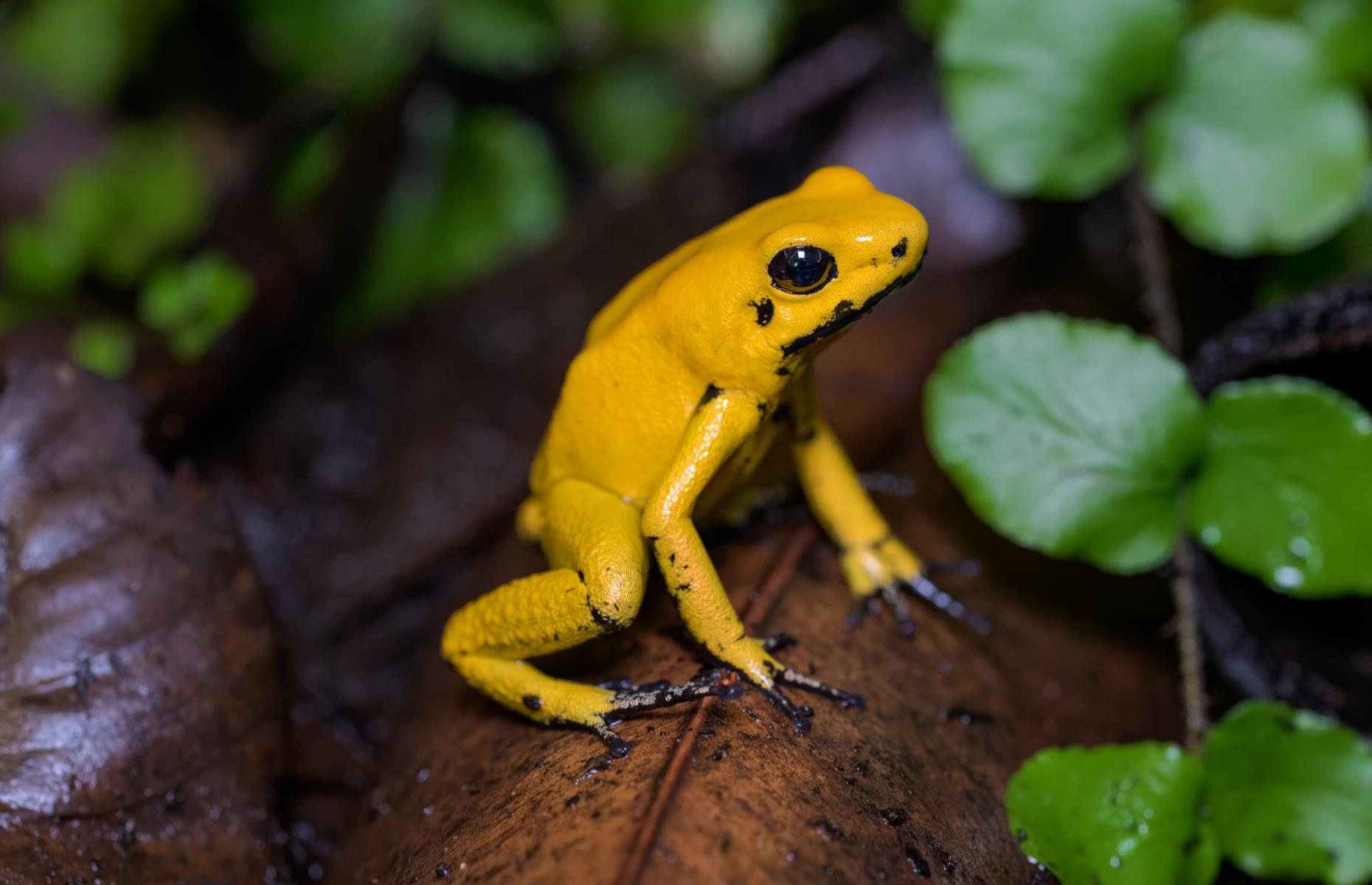 Golden poison dart frog