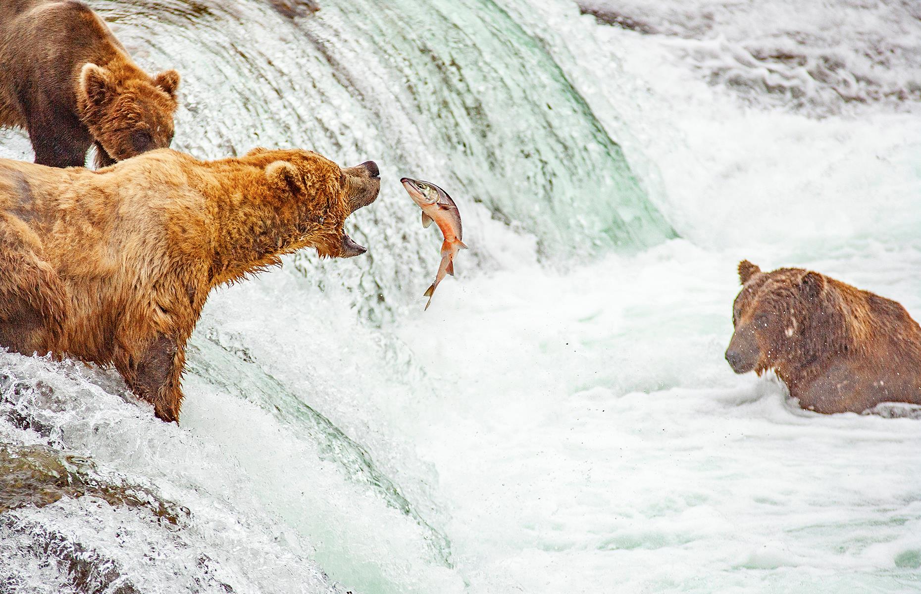 Salmon run, Alaska, USA