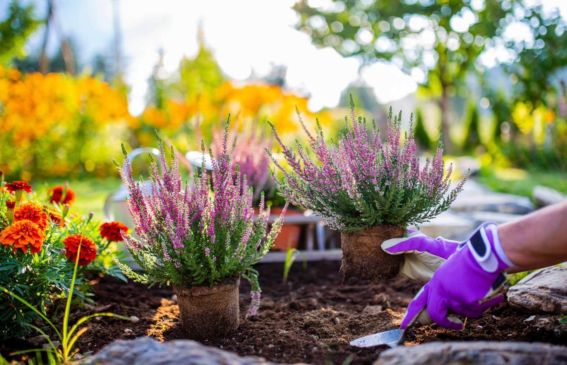 Non-precise planting