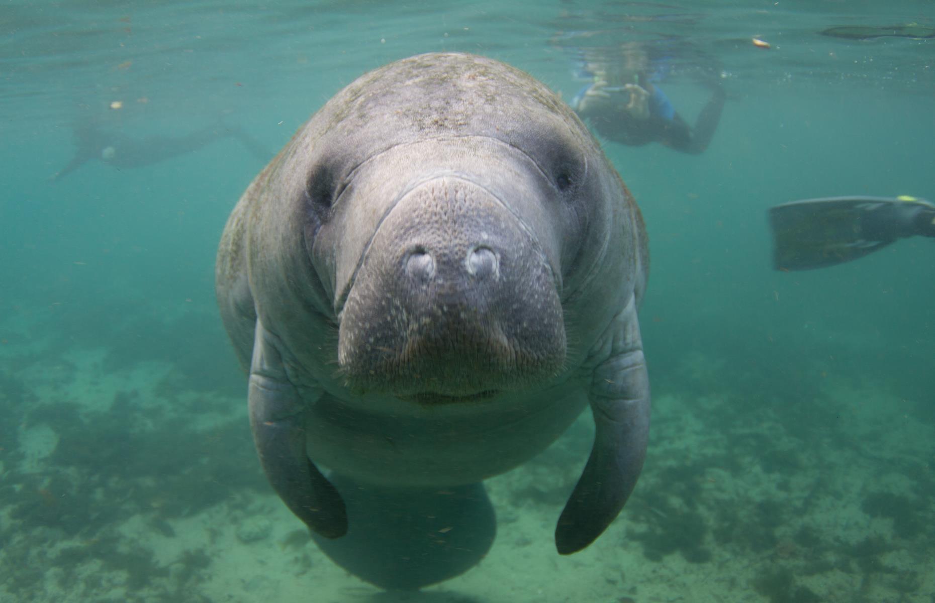 Swim with manatees in Florida, USA