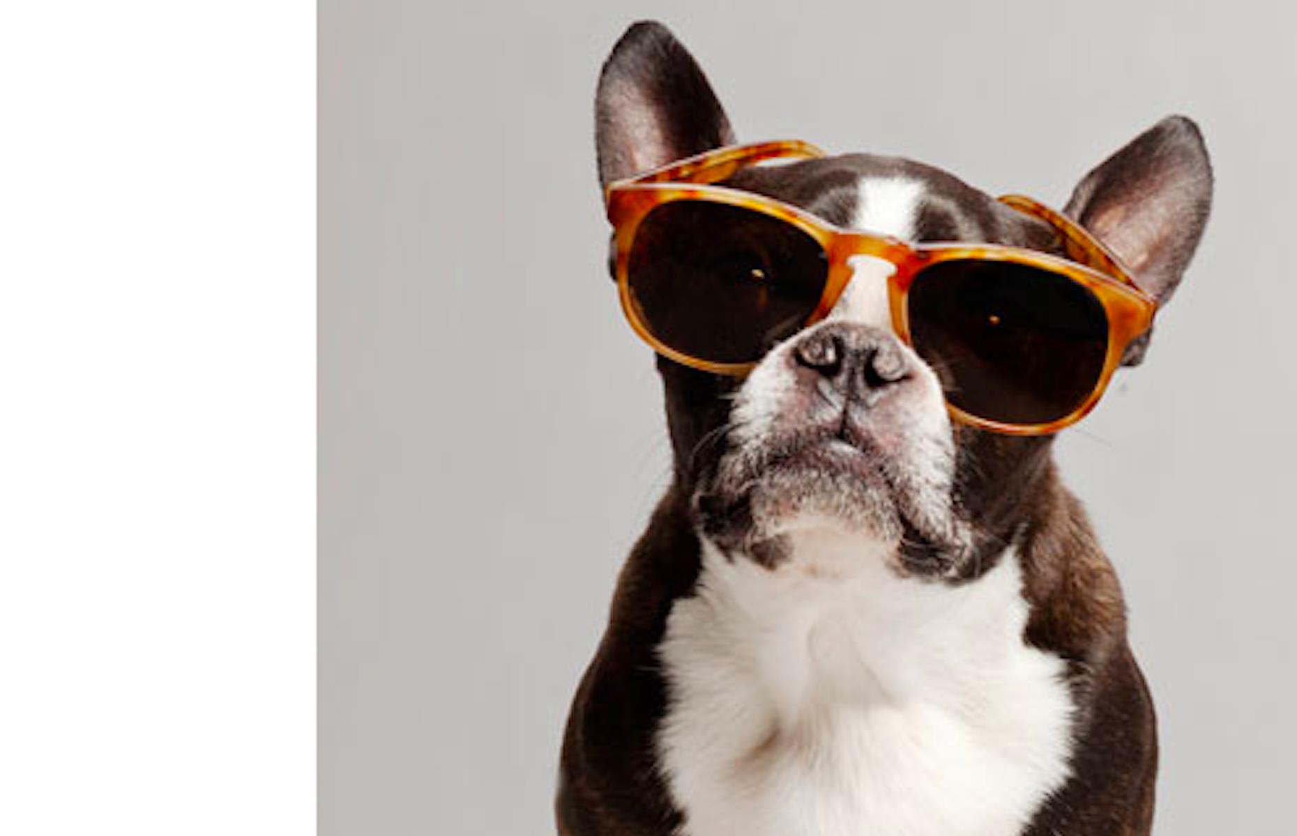Warby Parker presents a sight for paw eyes