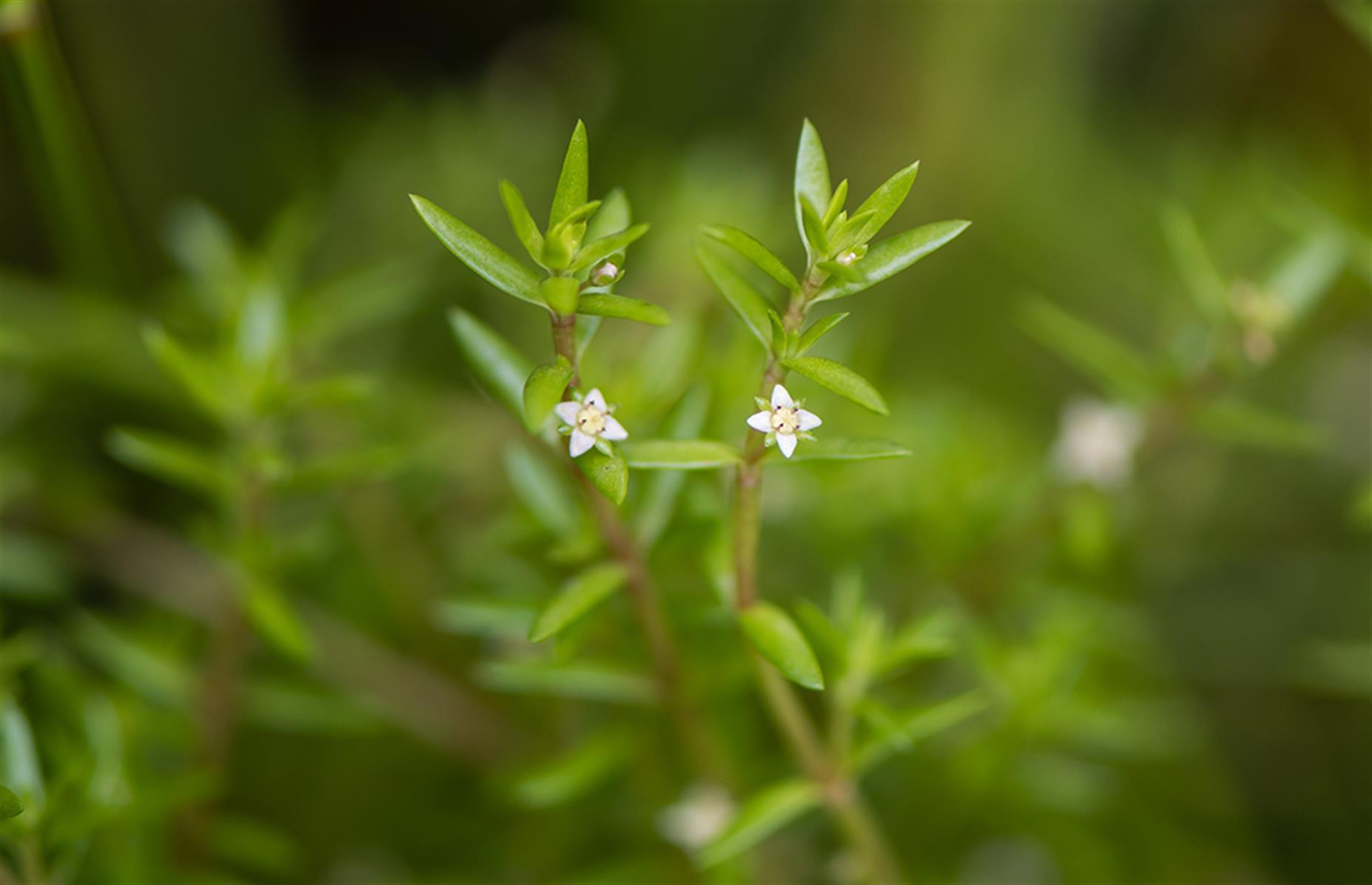 What problems can New Zealand pygmyweed cause?