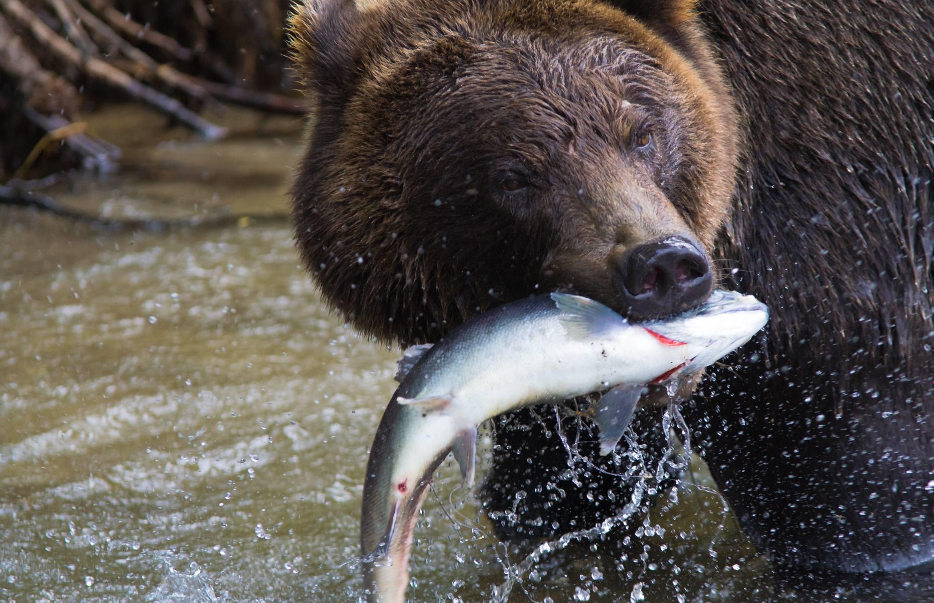 Observe 'ice bears', Bear Cave Mountain, Yukon Territory