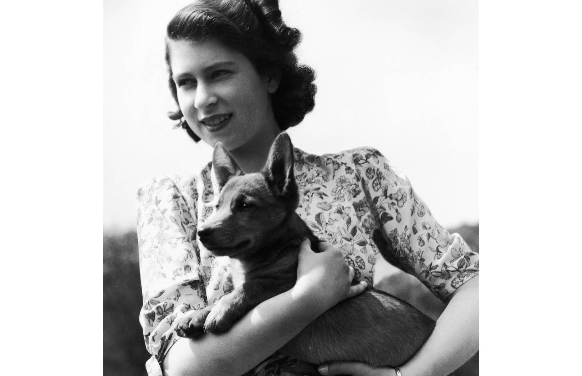 Susan the corgi, matriarch of a dynasty