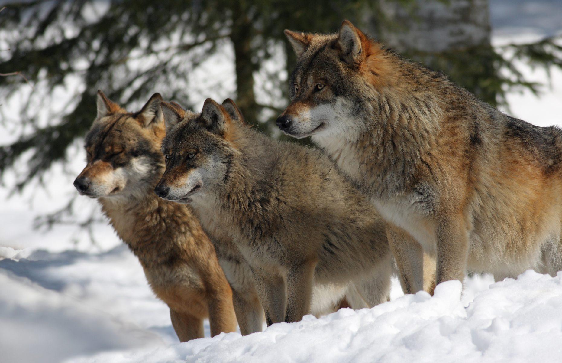 23. Wolf