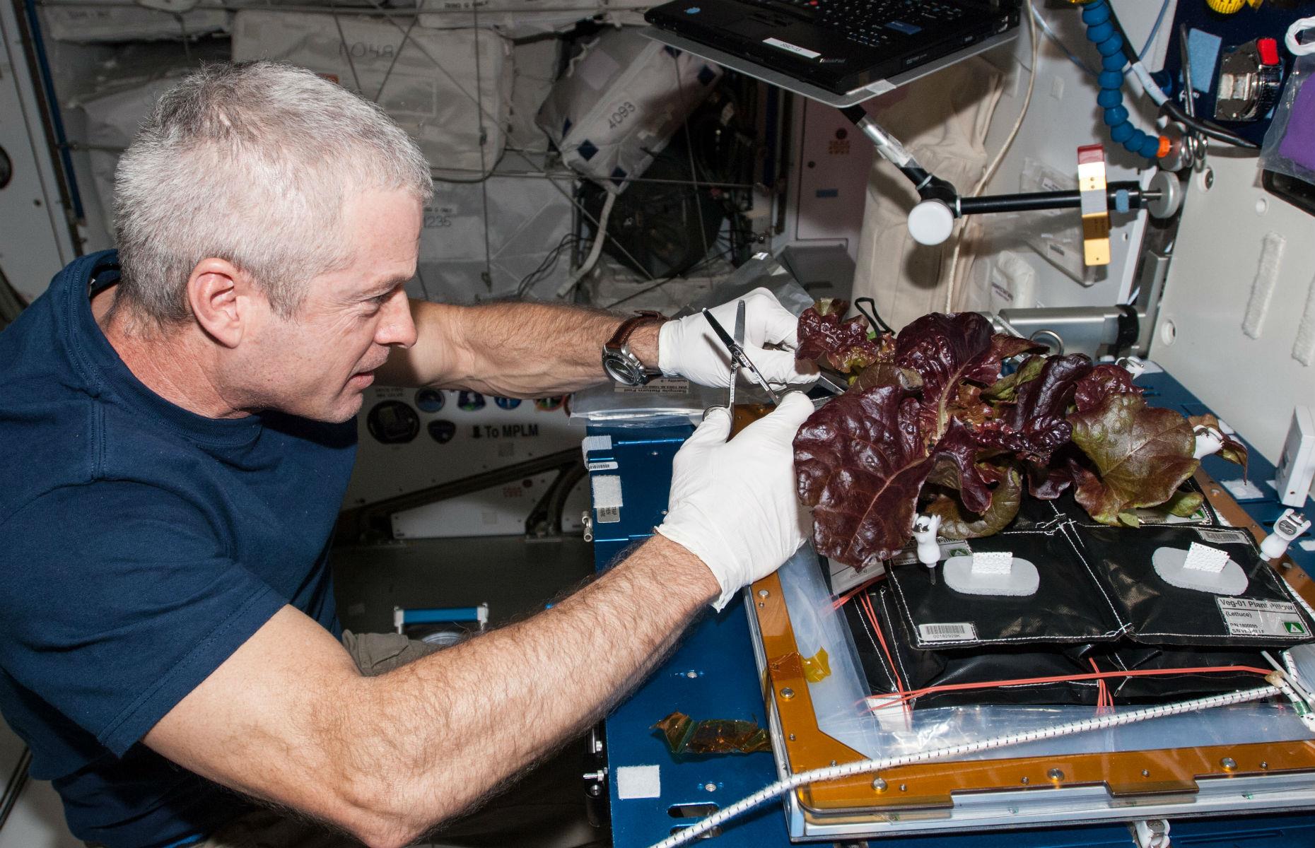 Space-grown lettuce