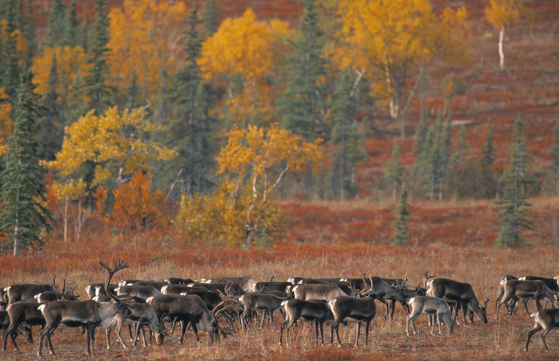 Caribou migration, North America