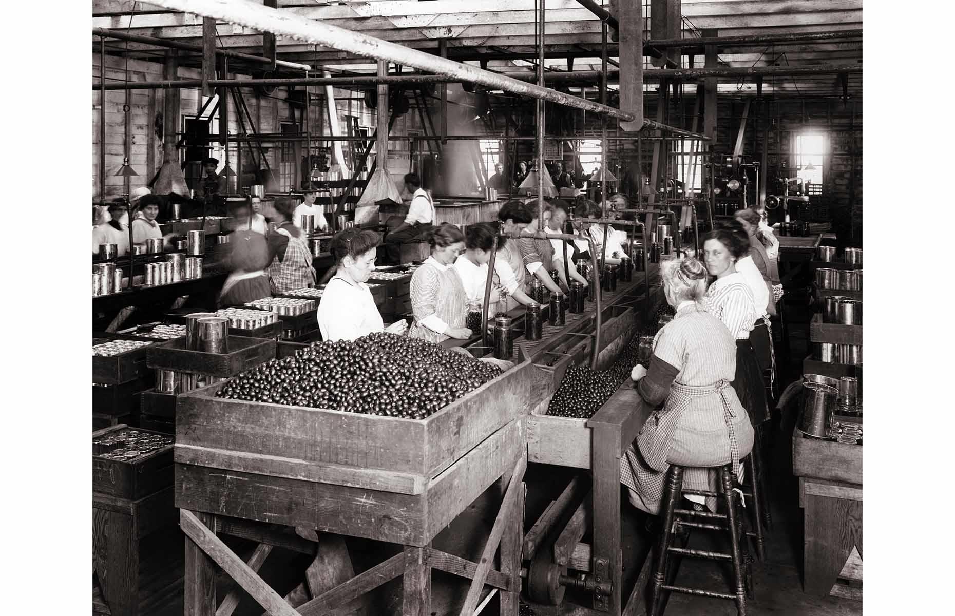 1900s: Factory workers jarring olives