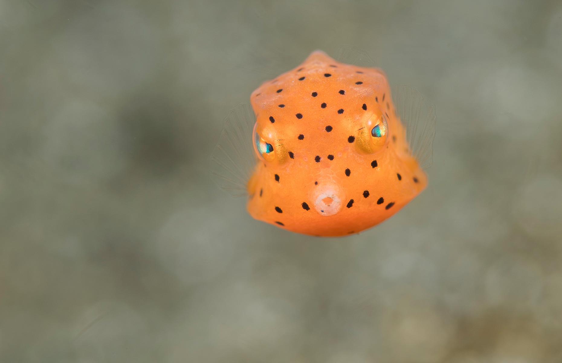 Juvenile boxfish, Philippines