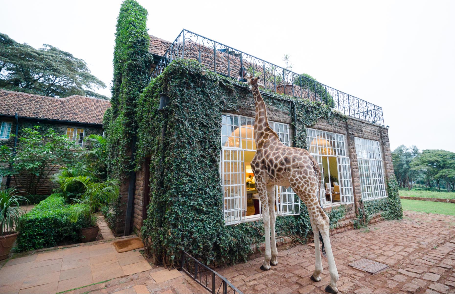Giraffe Manor, Nairobi, Kenya