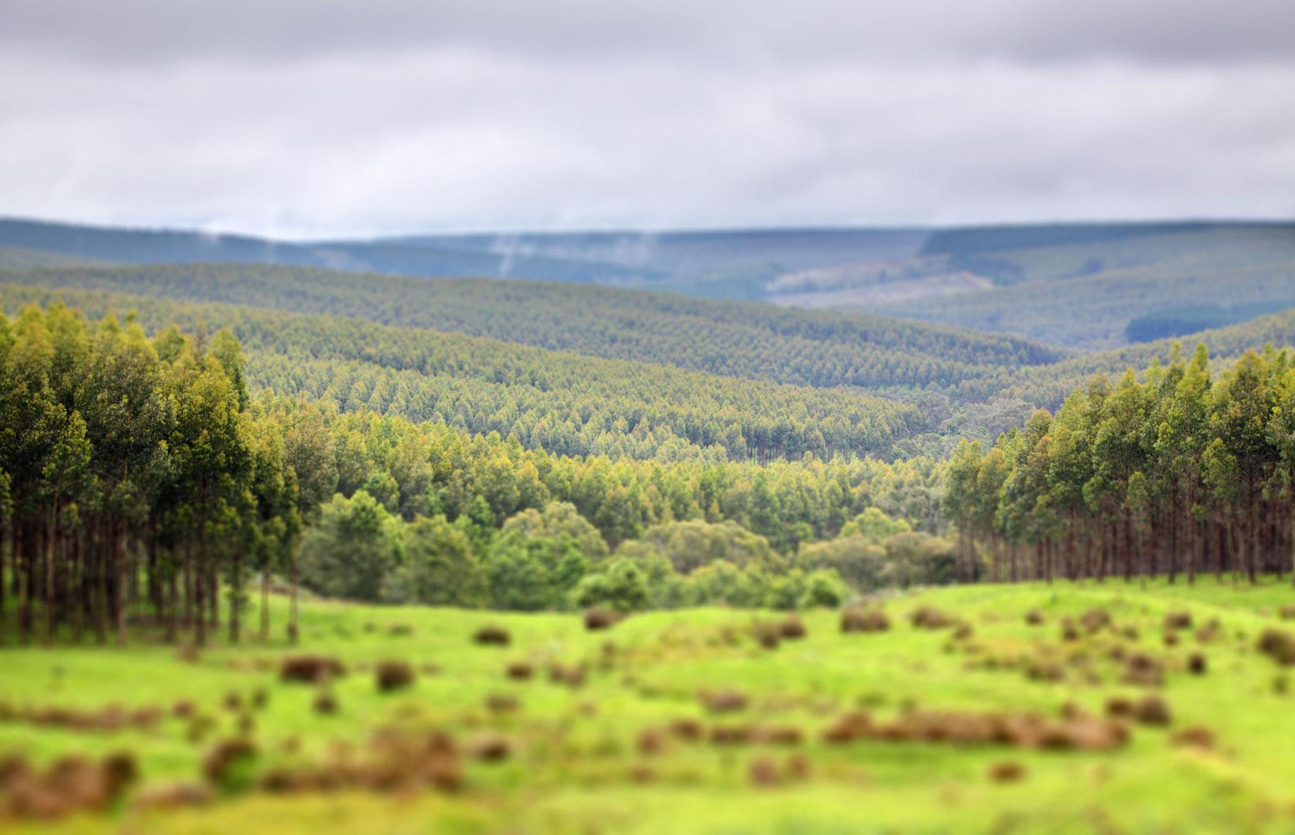29th. New Forests shareholders: 950,000+ hectares
