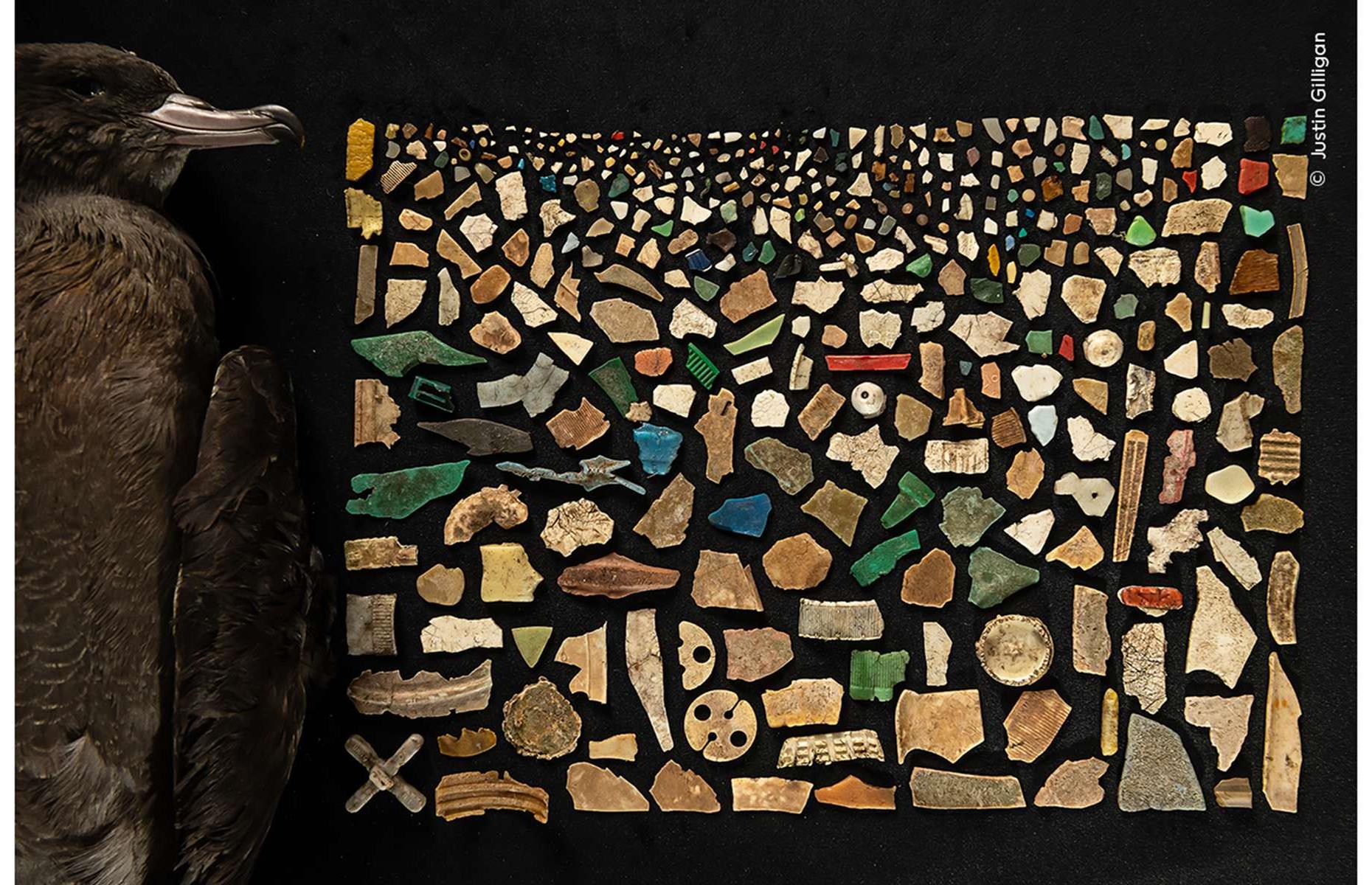 A Diet of Deadly Plastic