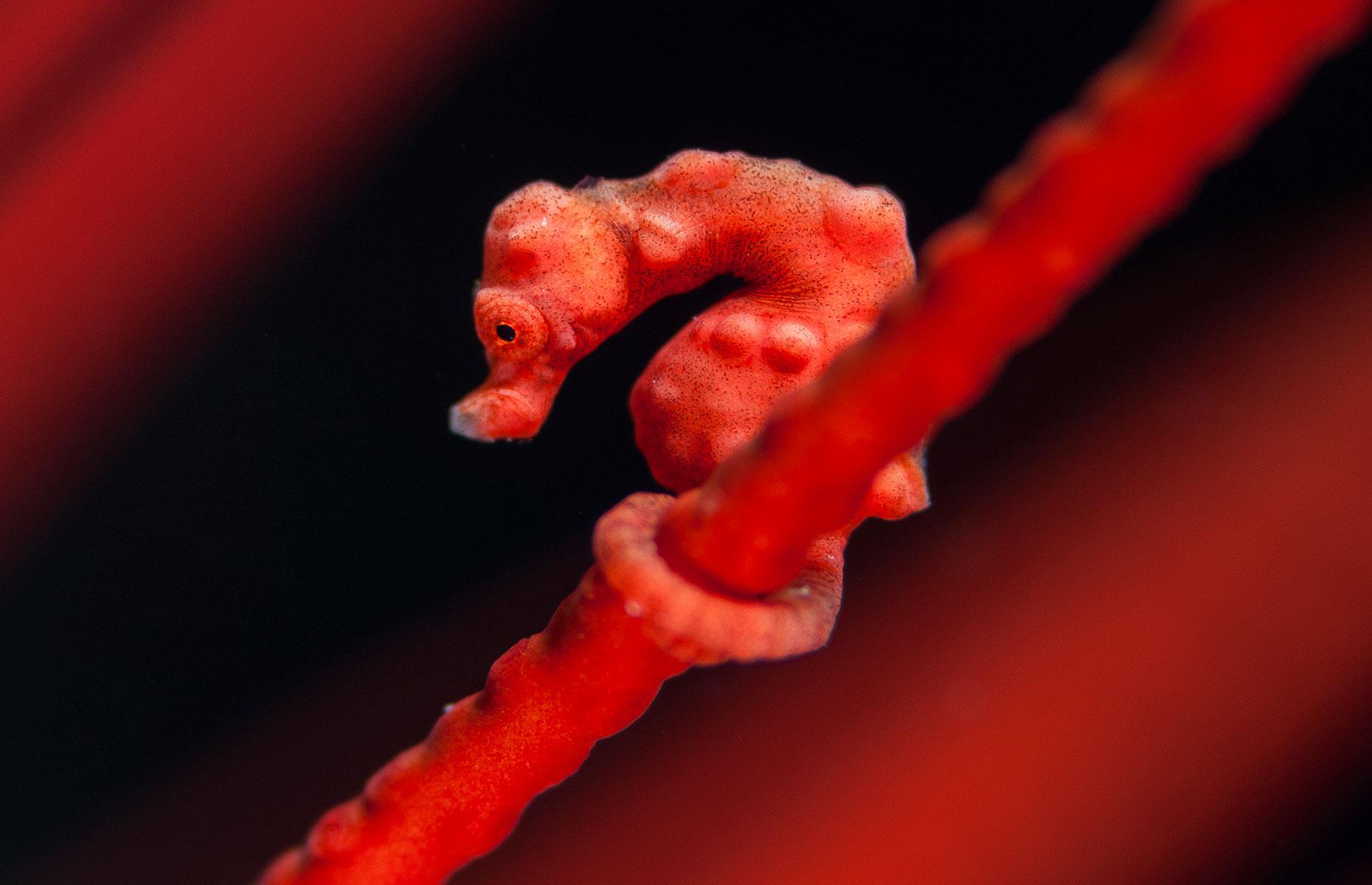 Denise’s pygmy seahorse, Indonesia