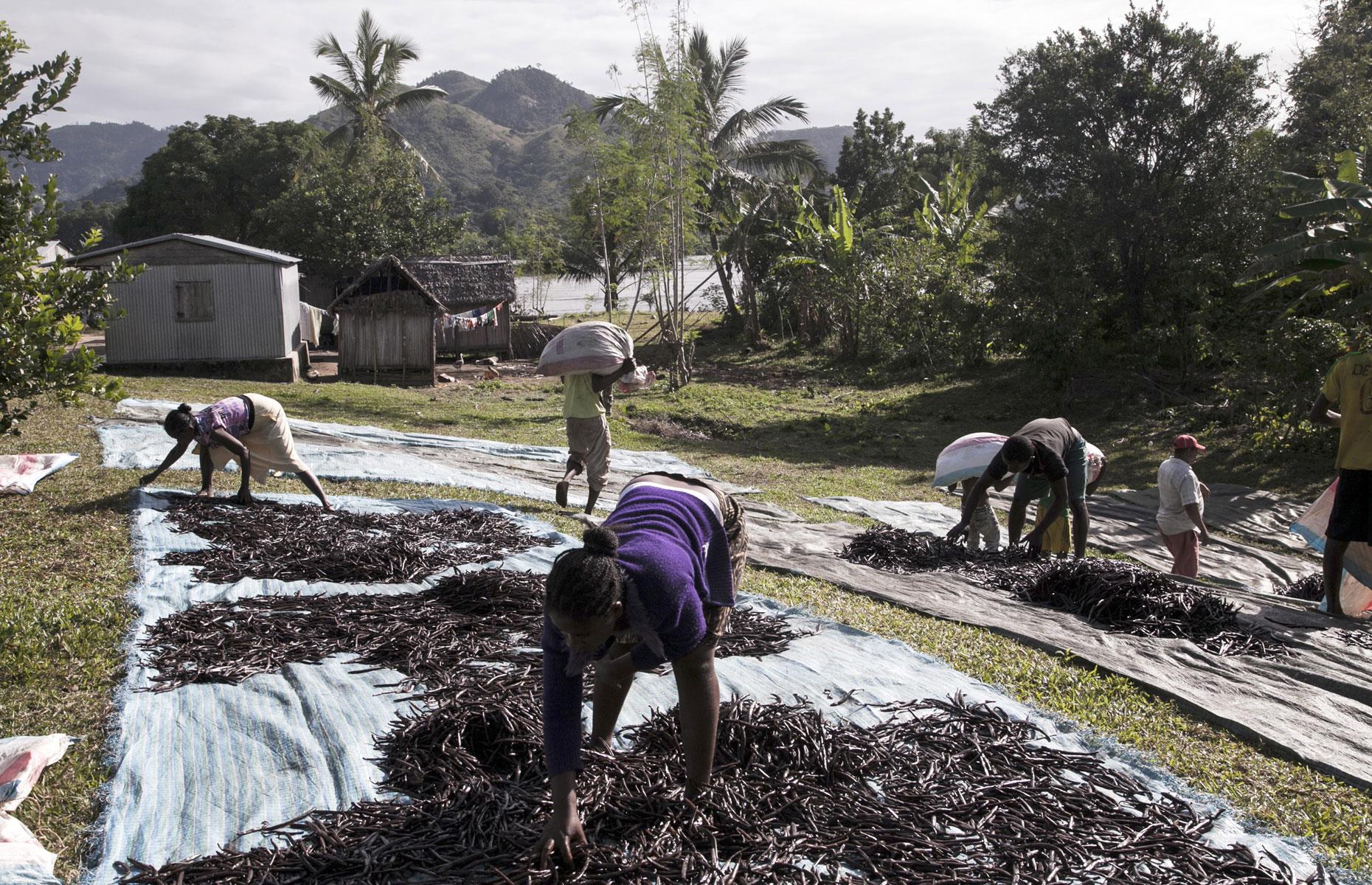 Vanilla is used in everything from cakes to cosmetics