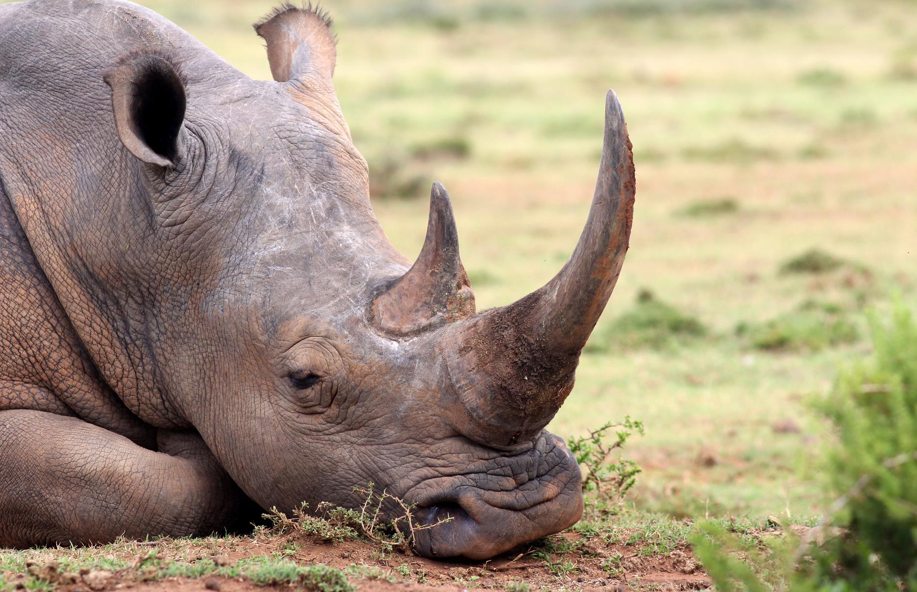 Calls for the rhino horn stockpile to be destroyed
