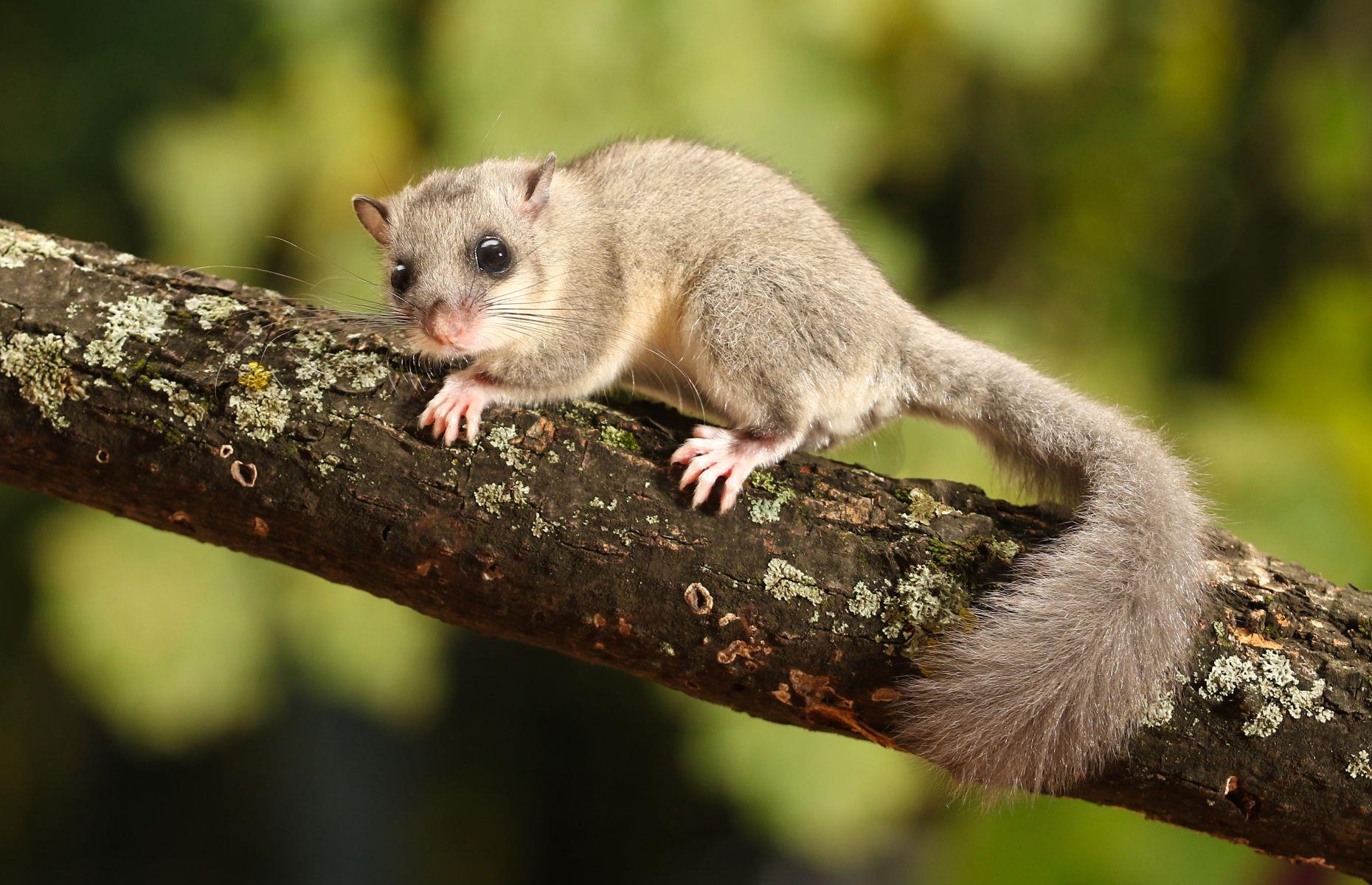 Dormice were once a luxury food