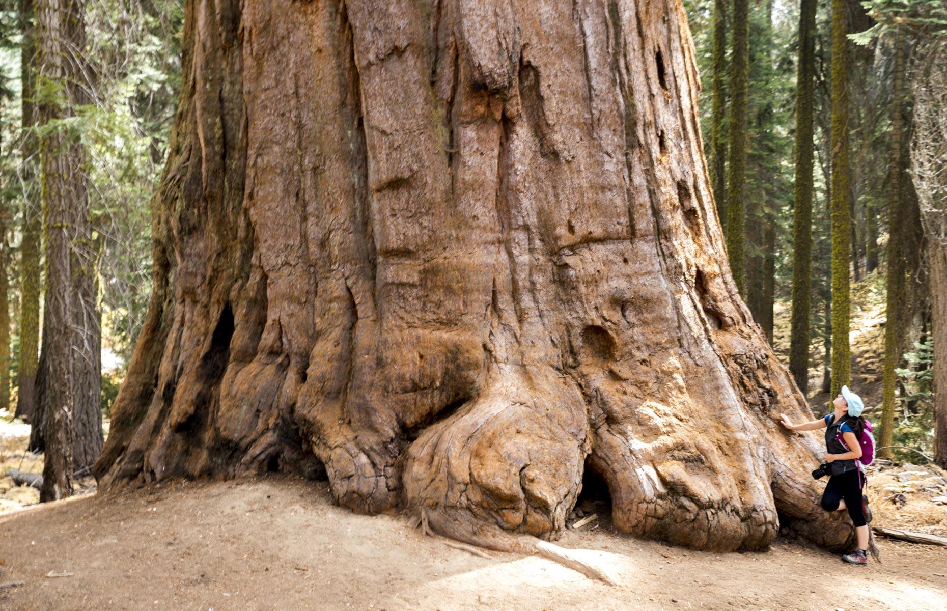 Sequoia National Park, California, USA