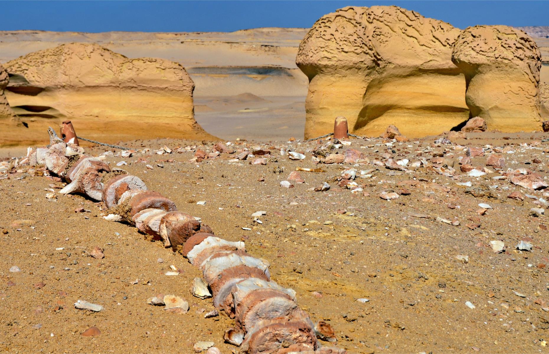 Wadi al-Hitan, Egypt