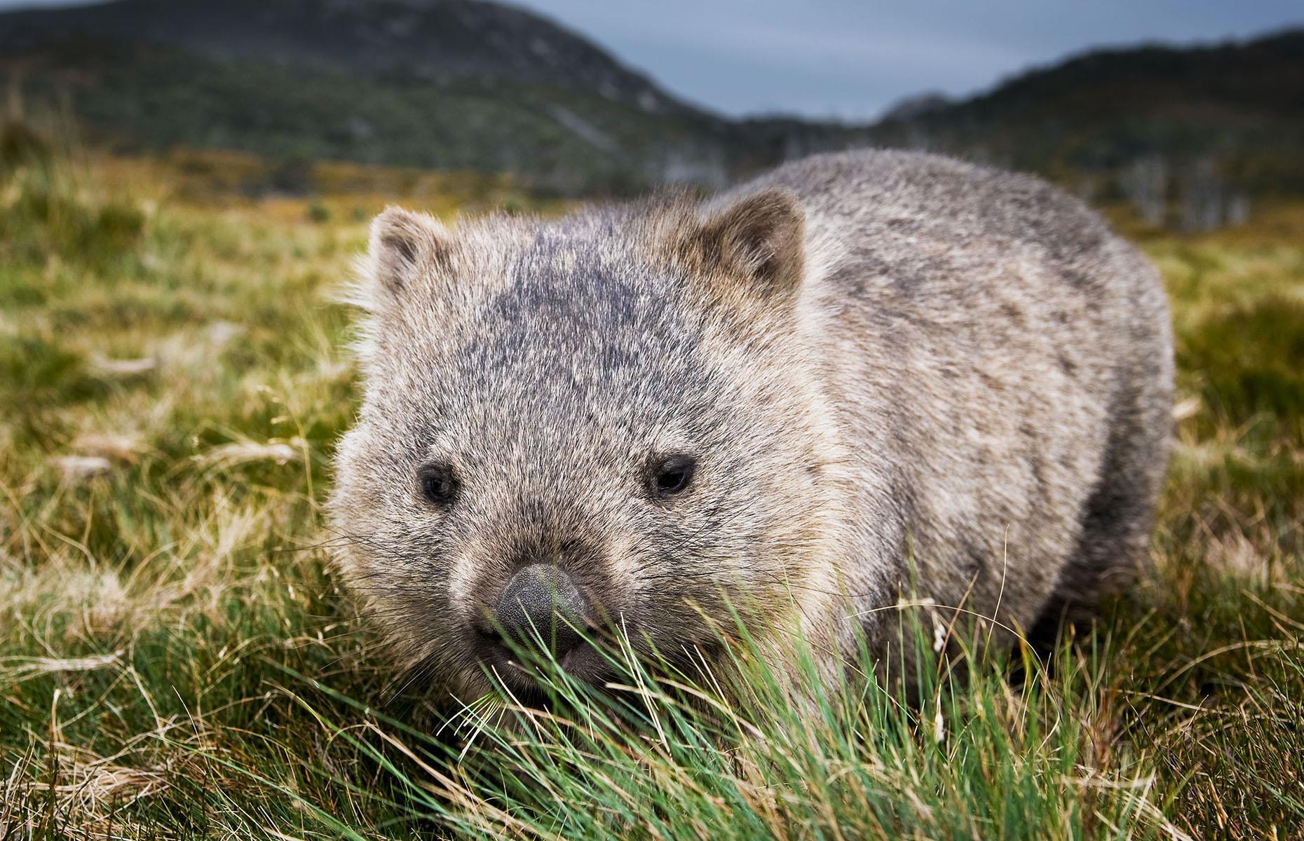 16: The Wombats of Maria Island