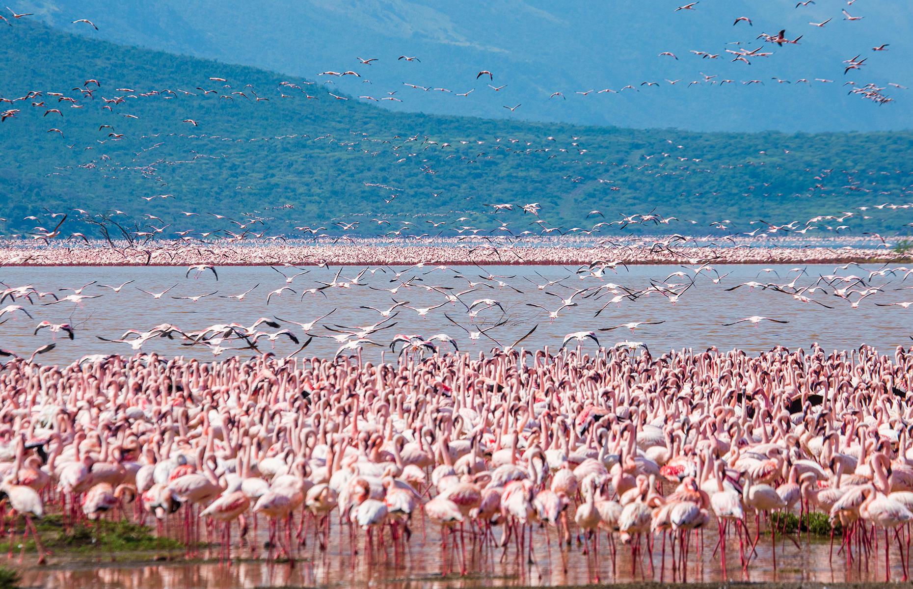 Flamingo migration, Kenya and Tanzania